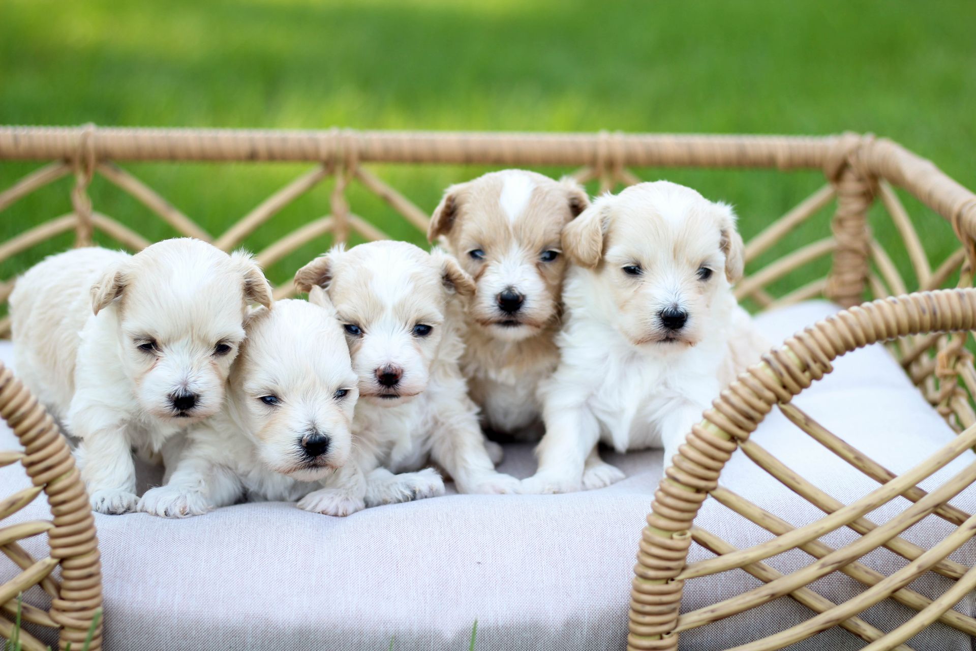 Poochon puppies for sale, shihpoo puppies for sale, maltipoo puppies for sale, teddybear puppies for sale, poochon breeder, maltipoo breeder, maltipoo, poochon, shihpoo, shihpoo puppy, maltipoo puppy, poochon puppy, bichpoo puppies for sale, bichpoo breeder, puppies for sale, puppies, teddybear puppy