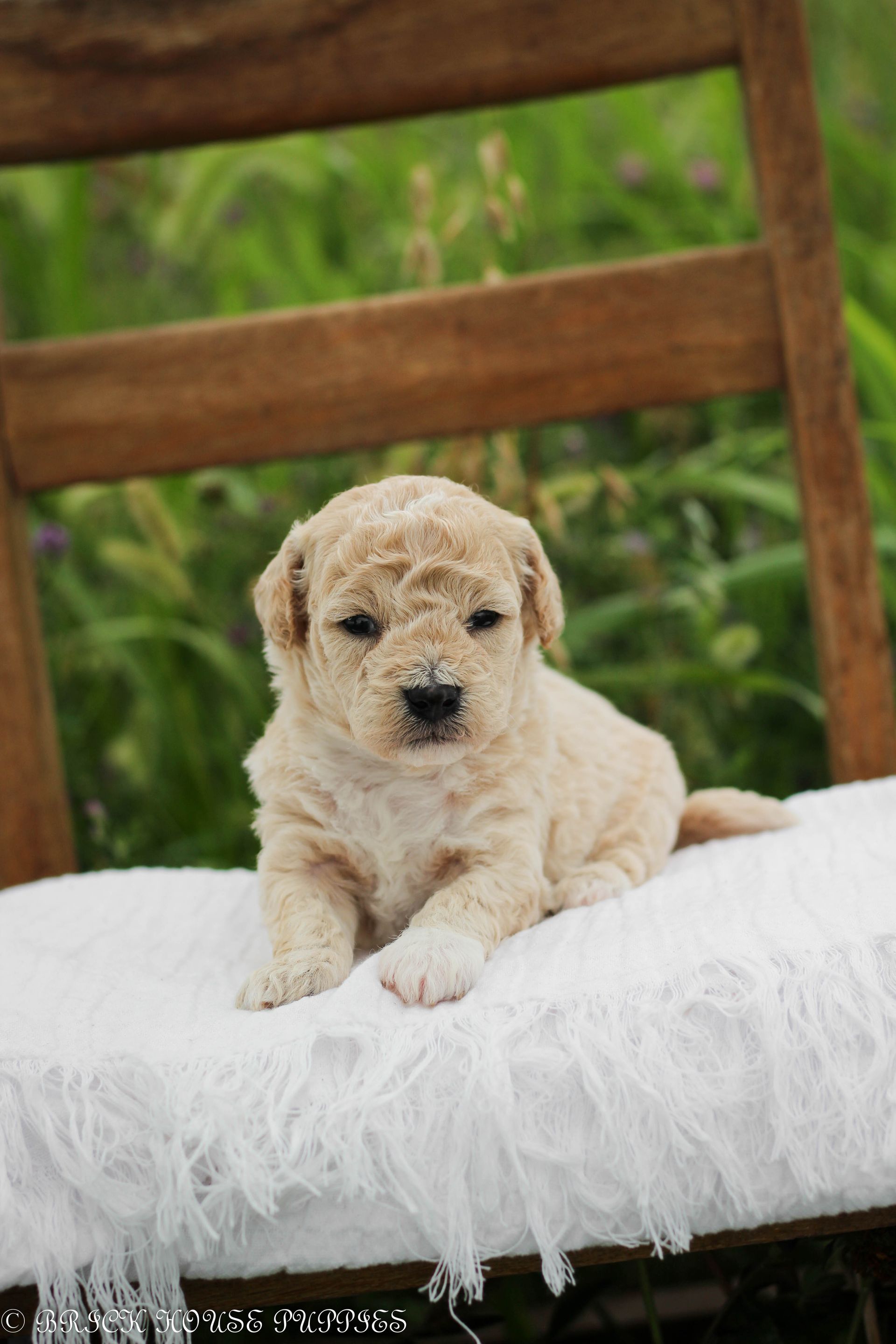 Poochon Puppies for sale, poochon puppies, bichpoo puppies, teddybear puppies for sale, teddybear puppies, teddybear puppy breeder, poochon breeder, puppies for sale