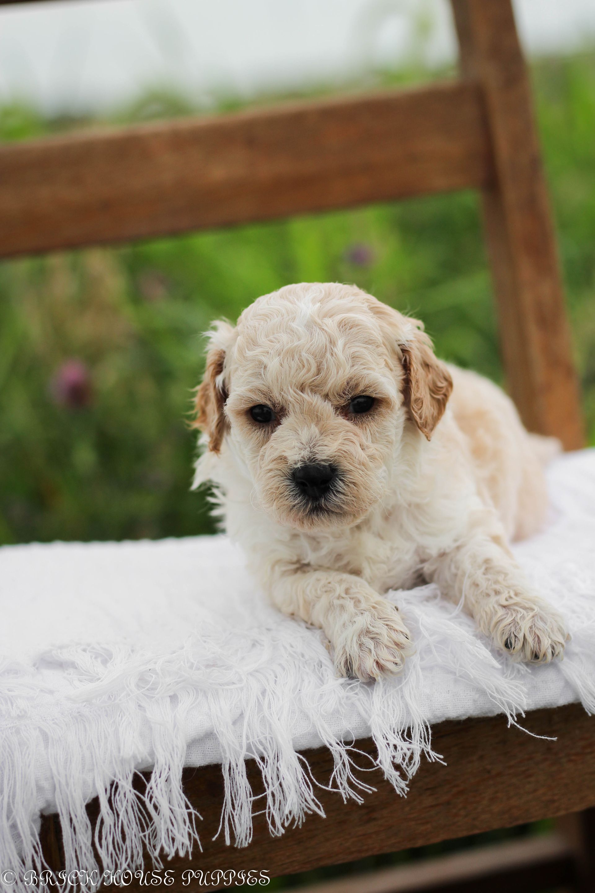 Poochon Puppies for sale, poochon puppies, bichpoo puppies, teddybear puppies for sale, teddybear puppies, teddybear puppy breeder, poochon breeder, puppies for sale