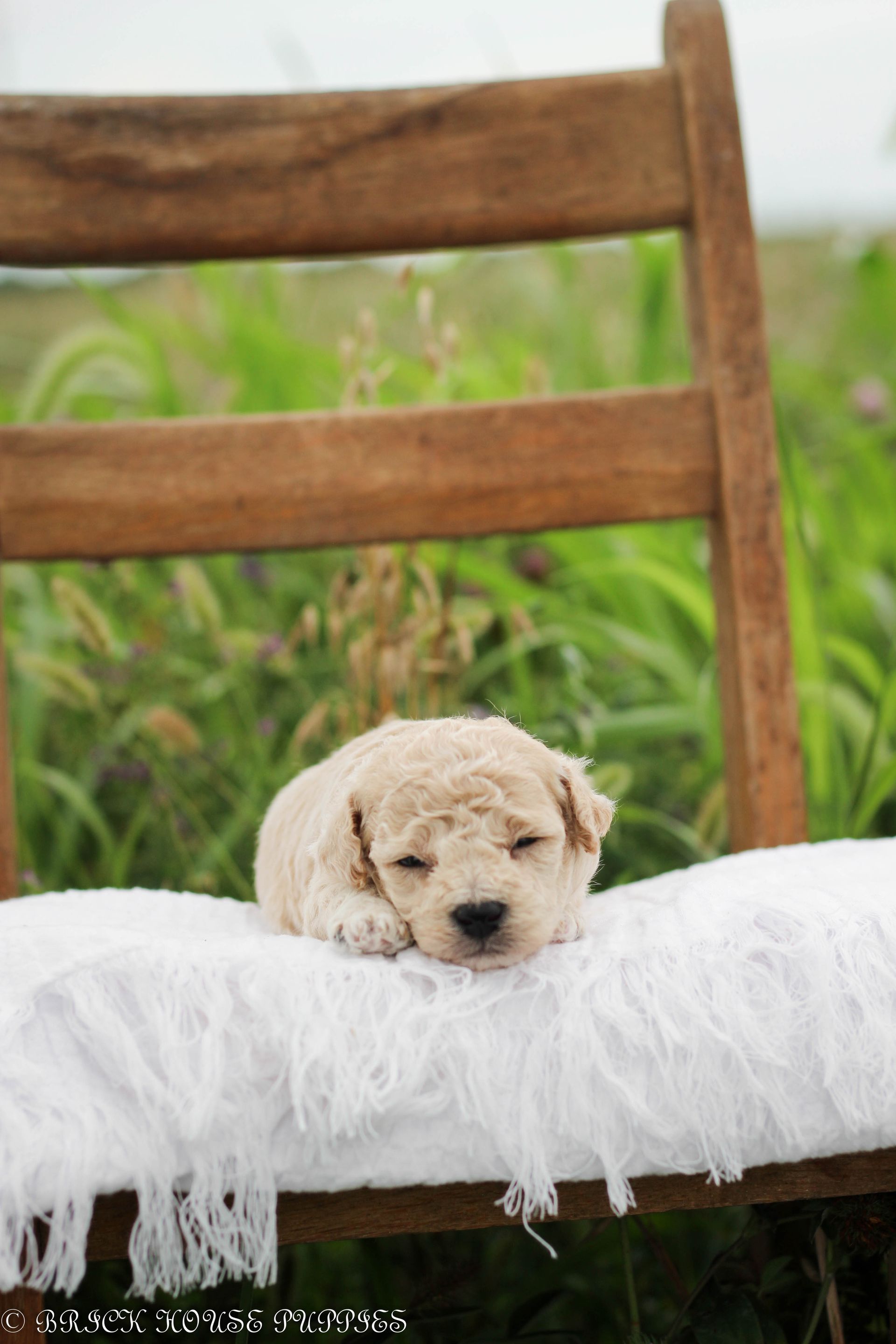 Poochon Puppies for sale, poochon puppies, bichpoo puppies, teddybear puppies for sale, teddybear puppies, teddybear puppy breeder, poochon breeder, puppies for sale