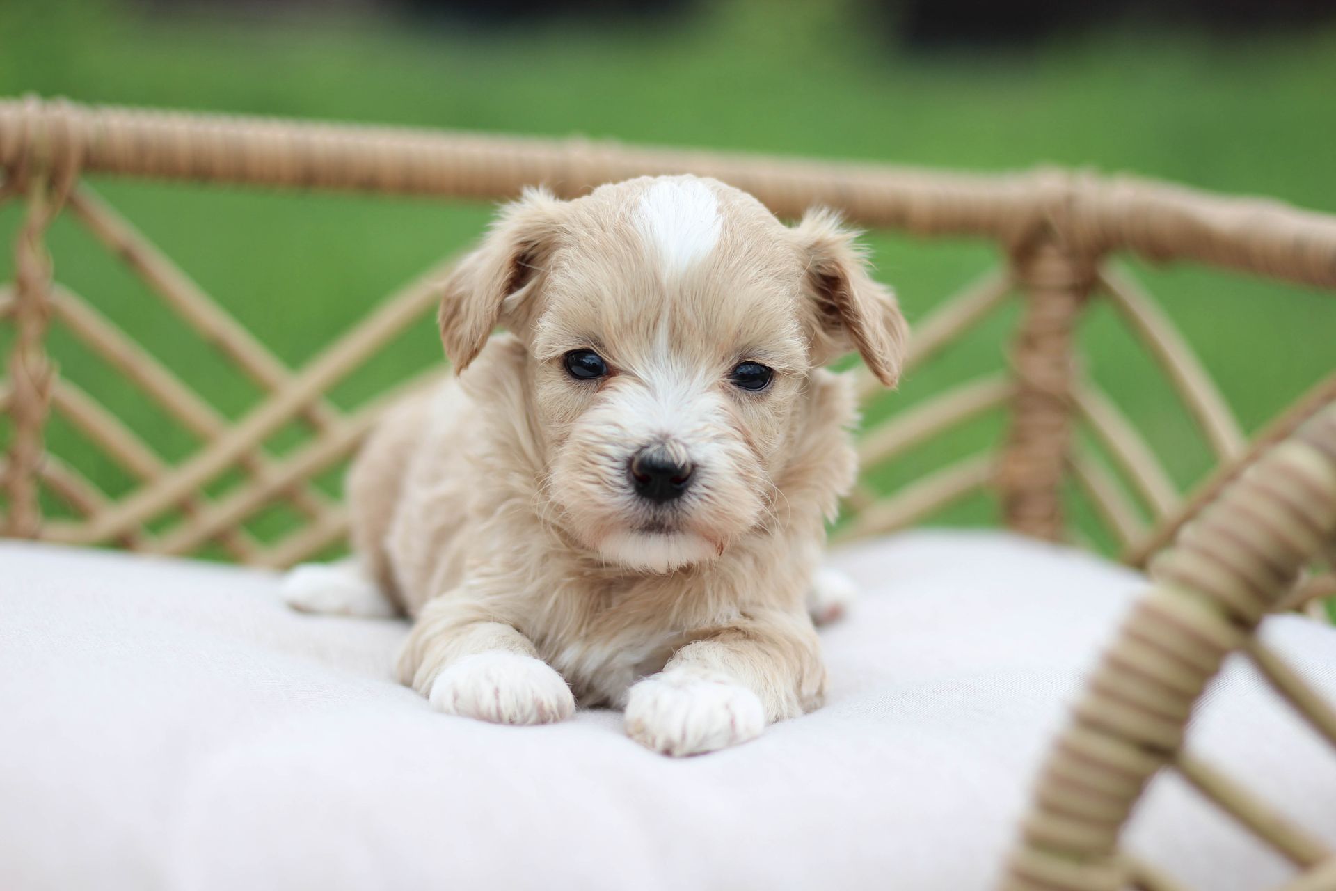 maltipoo puppies for sale, maltipoo breeder, maltipoo, maltipoo puppies, teddybear puppies for sale, multipoo puppies