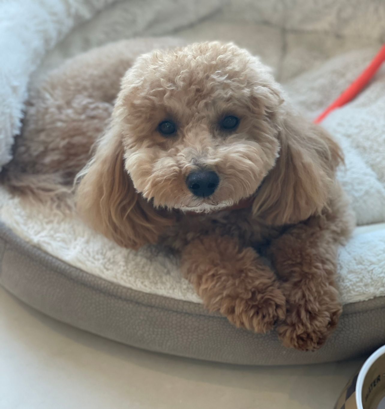 poochon puppies for sale, poohcon breeder, poochon, bichpoo puppies for sale, bichpoo breeder, poochon, bichpoo, bichon poodle