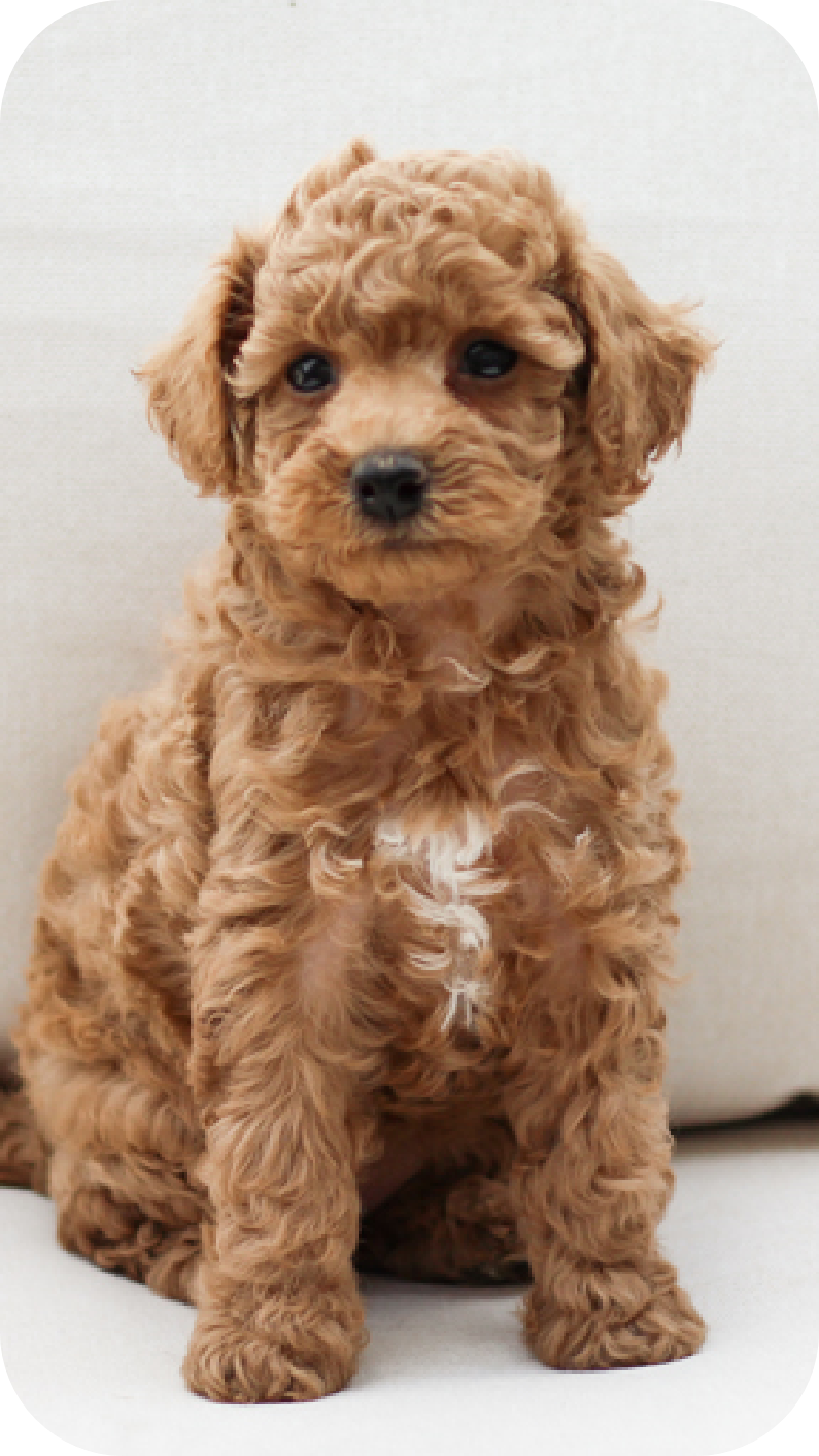 poodle puppies for sale, toy poodle puppies, mini poodle puppies for sale, toy poodle breeder, poodle breeder, parti poodle 