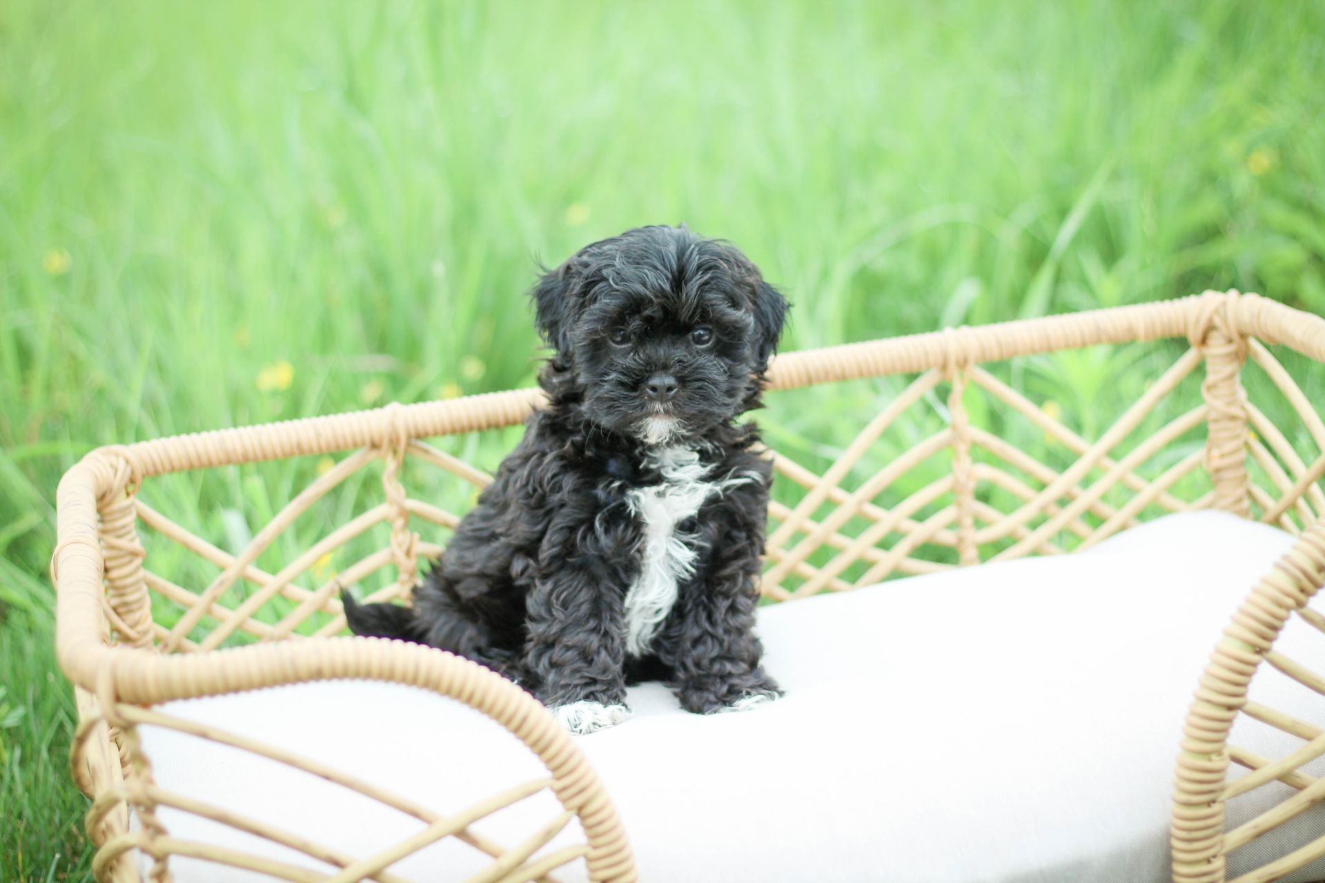 shihpoo puppies for sale, shihpoo puppies, shihpoo breeder,  shihpoo puppy. shihtzu poodle mix, poodle shihtzu, shihpoo, shih poo, shih poo puppies for sale, puppies for sale, shihpoo puppies for sale near me, teddy bear puppies for sale, teddybear puppies for sale, teddybear puppies, teddybear puppy, teddybear puppy breeder, designer puppies for sale, small puppies for sale, hypoallergenic puppies, nonshedding puppies, healthy puppies