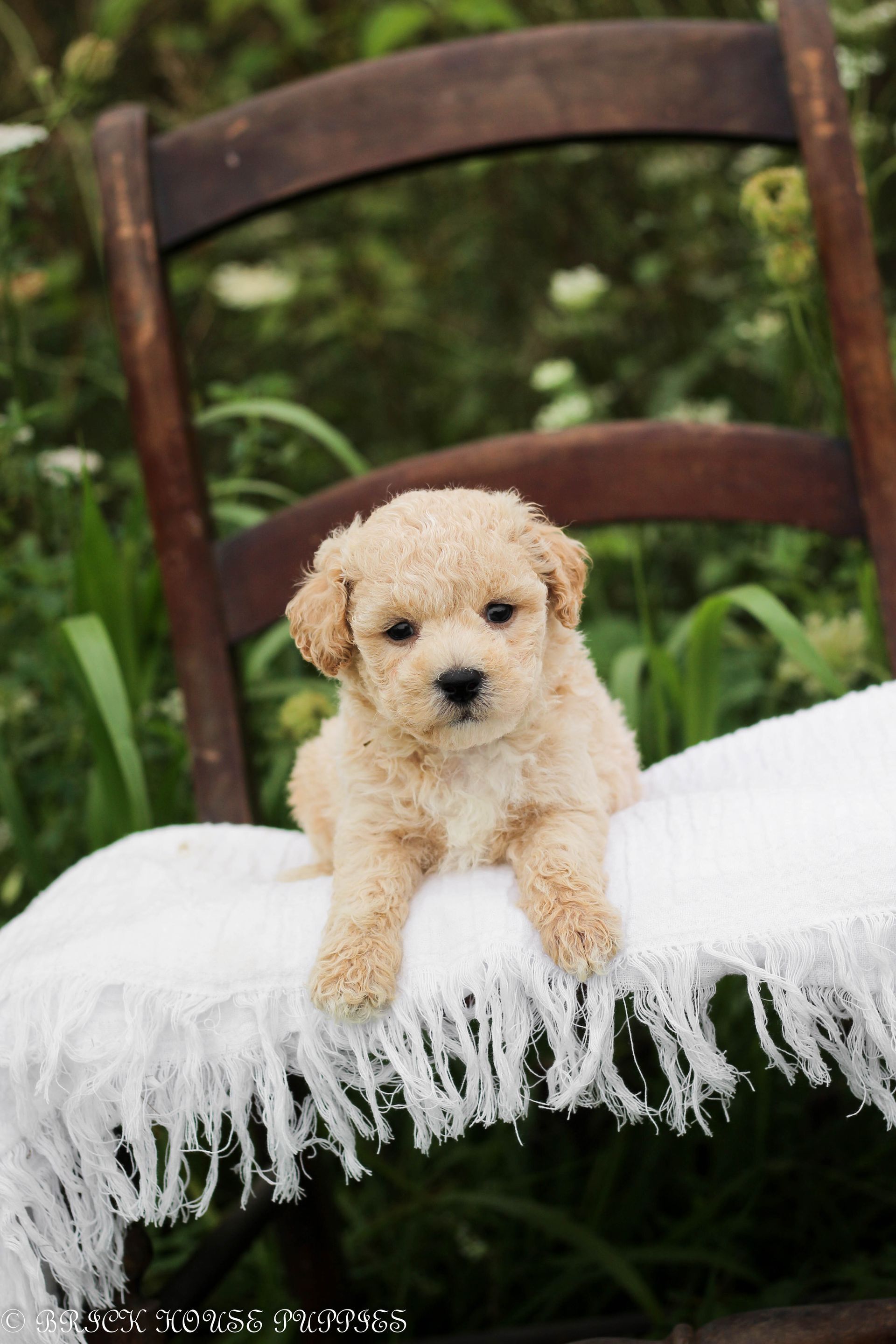 Poochon Puppies for sale, poochon puppies, bichpoo puppies, teddybear puppies for sale, teddybear puppies, teddybear puppy breeder, poochon breeder, puppies for sale