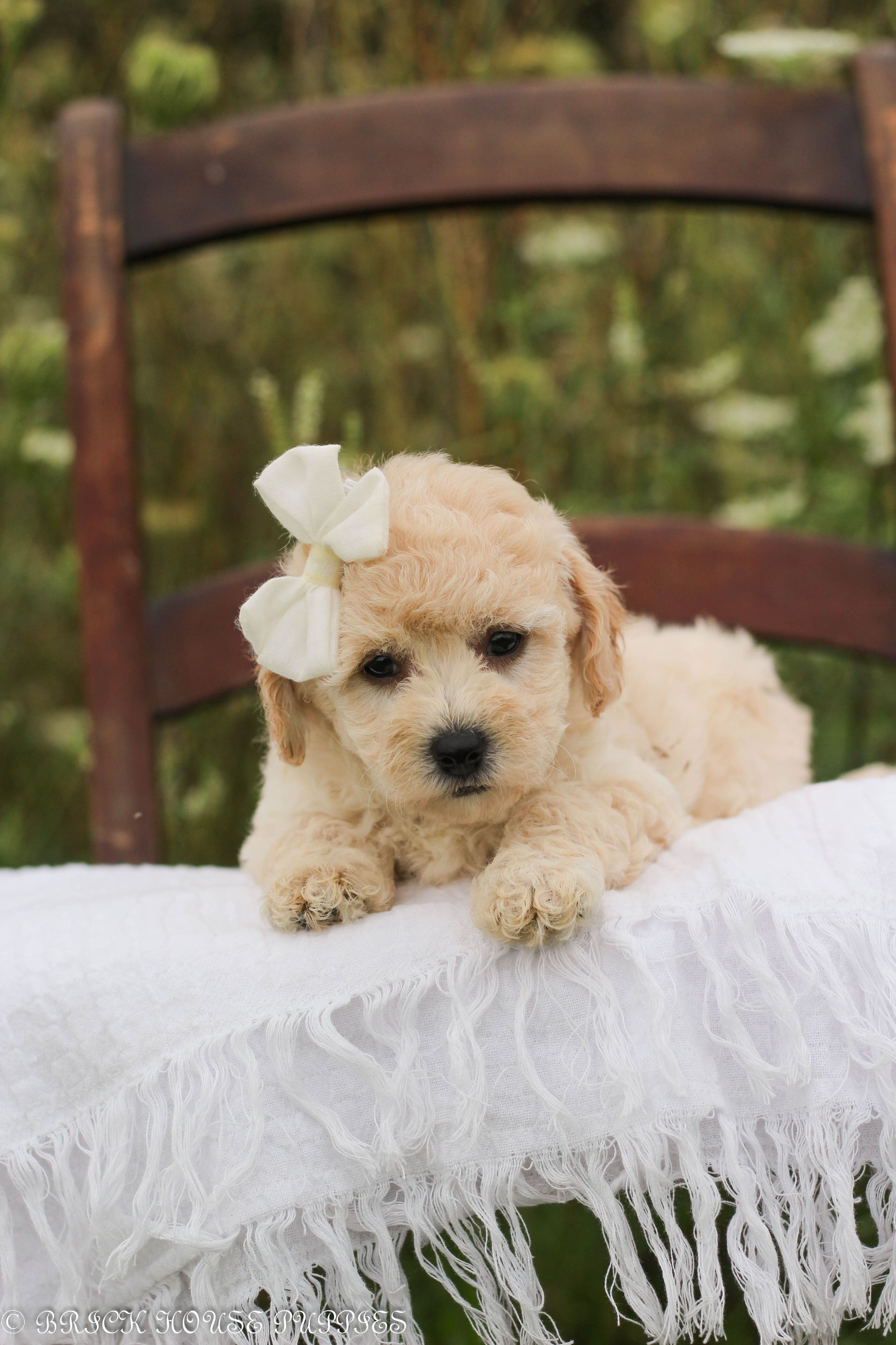 Poochon Puppies for sale, poochon puppies, bichpoo puppies, teddybear puppies for sale, teddybear puppies, teddybear puppy breeder, poochon breeder, puppies for sale