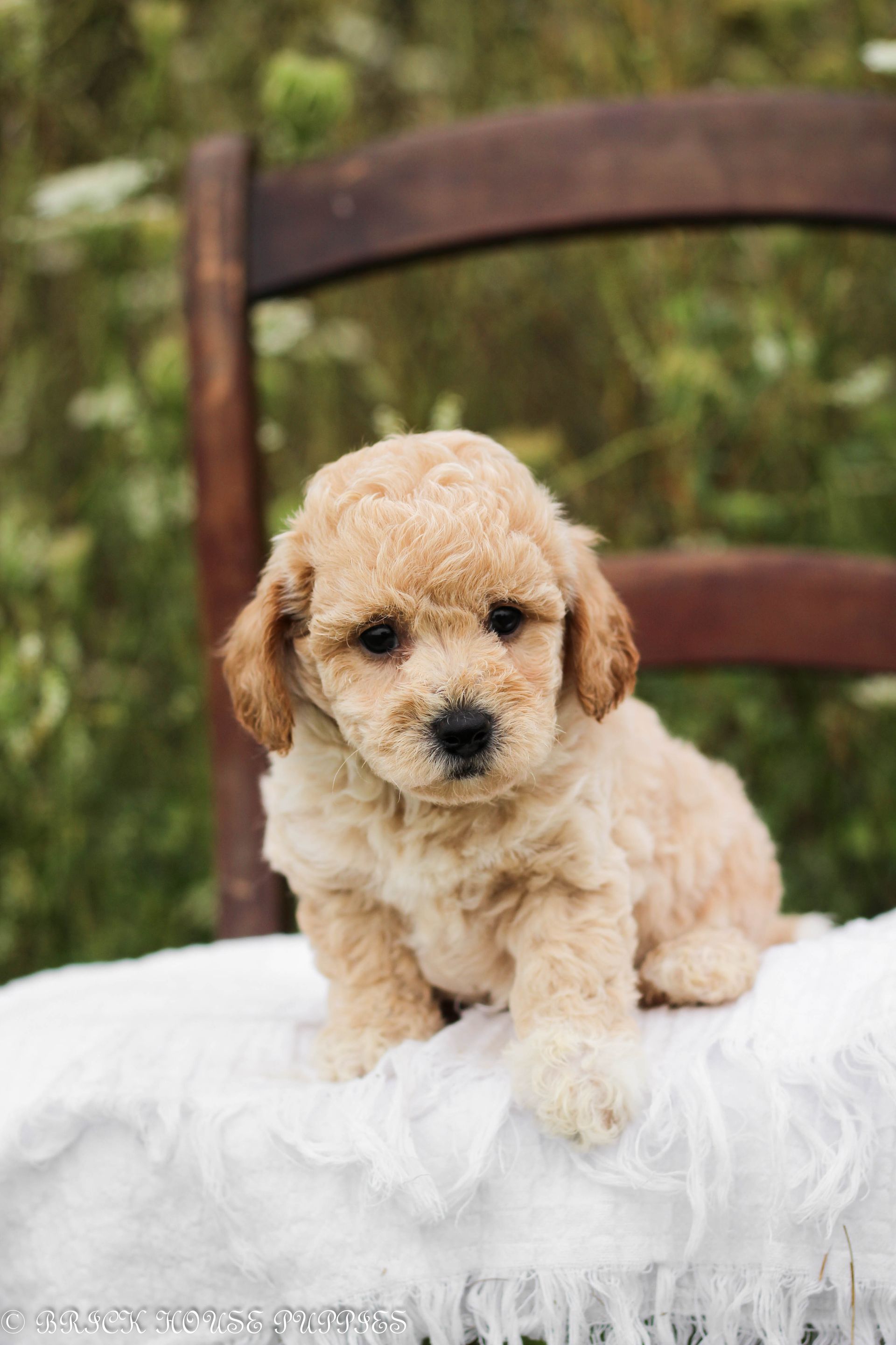 Poochon Puppies for sale, poochon puppies, bichpoo puppies, teddybear puppies for sale, teddybear puppies, teddybear puppy breeder, poochon breeder, puppies for sale