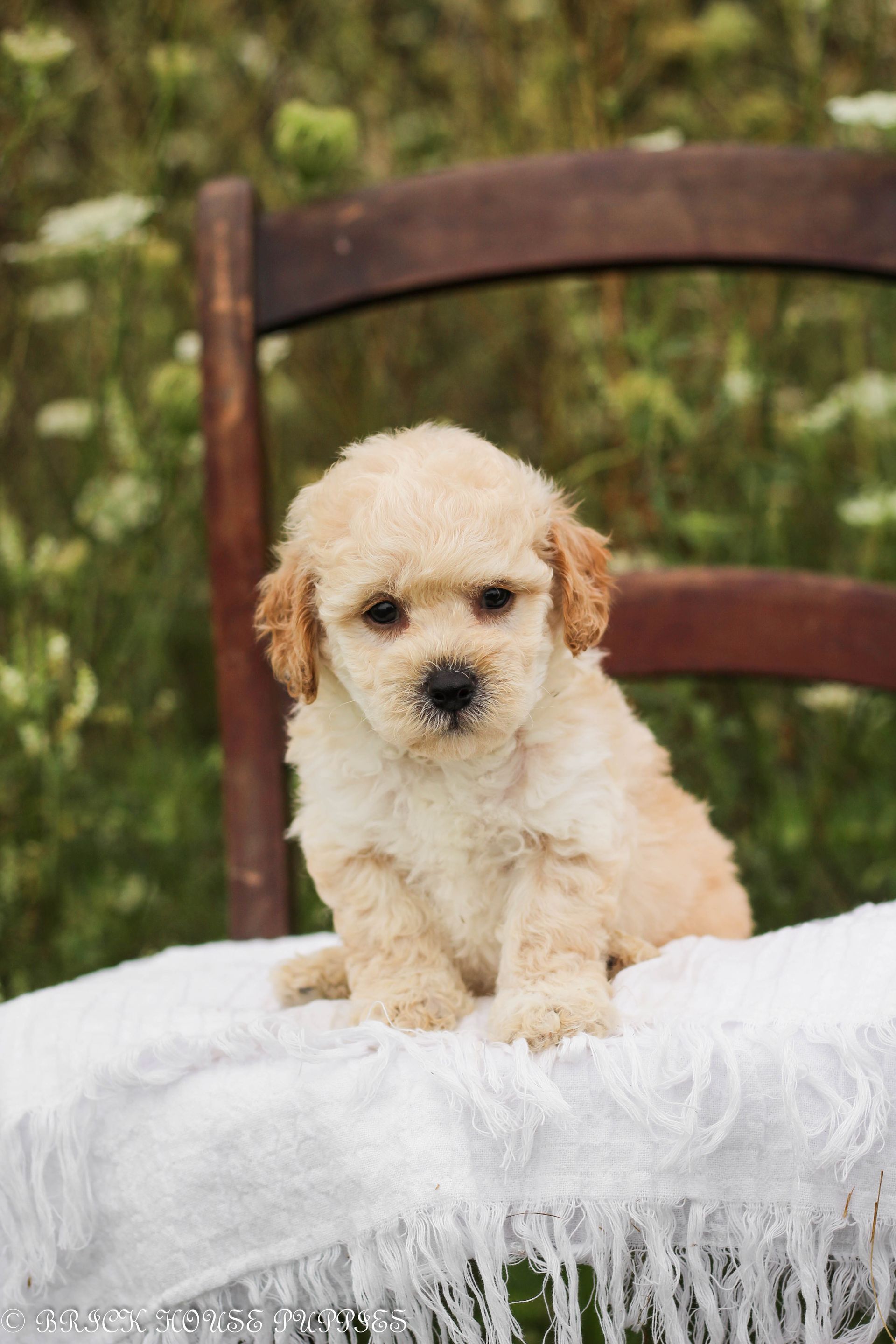 Poochon Puppies for sale, poochon puppies, bichpoo puppies, teddybear puppies for sale, teddybear puppies, teddybear puppy breeder, poochon breeder, puppies for sale