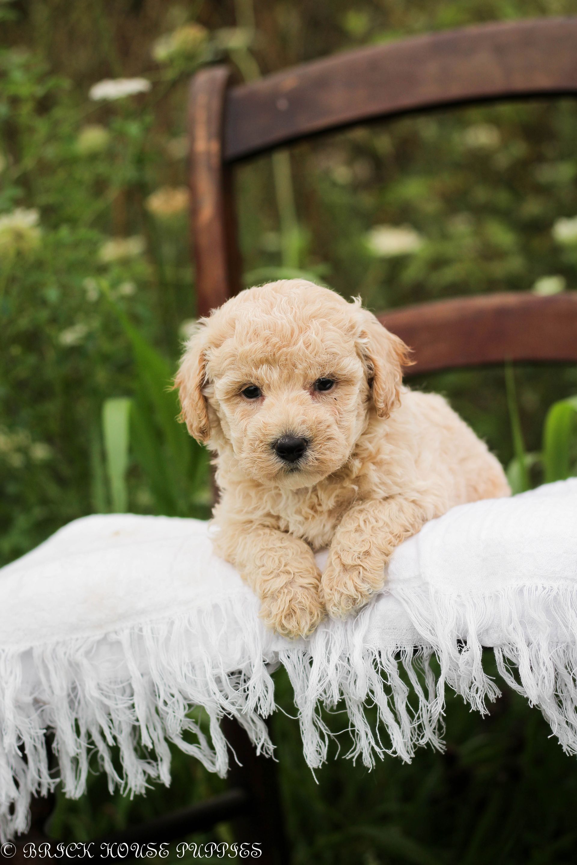 Poochon Puppies for sale, poochon puppies, bichpoo puppies, teddybear puppies for sale, teddybear puppies, teddybear puppy breeder, poochon breeder, puppies for sale