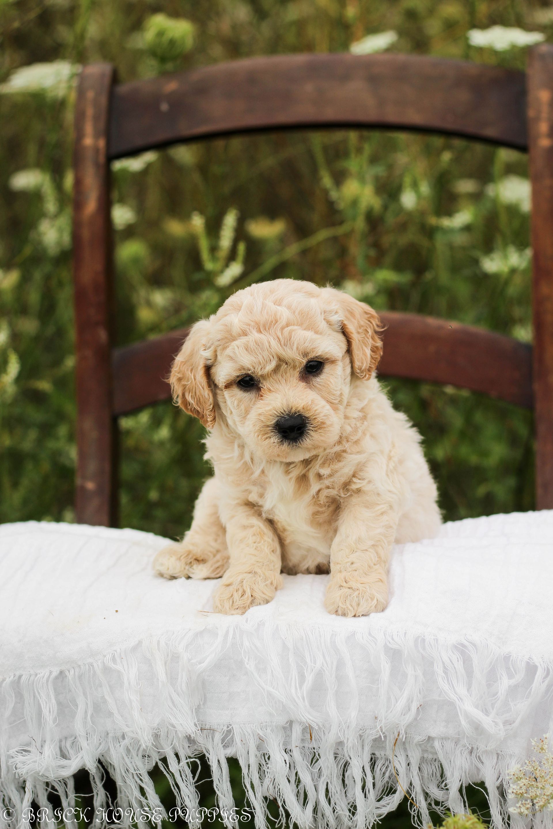 Poochon Puppies for sale, poochon puppies, bichpoo puppies, teddybear puppies for sale, teddybear puppies, teddybear puppy breeder, poochon breeder, puppies for sale