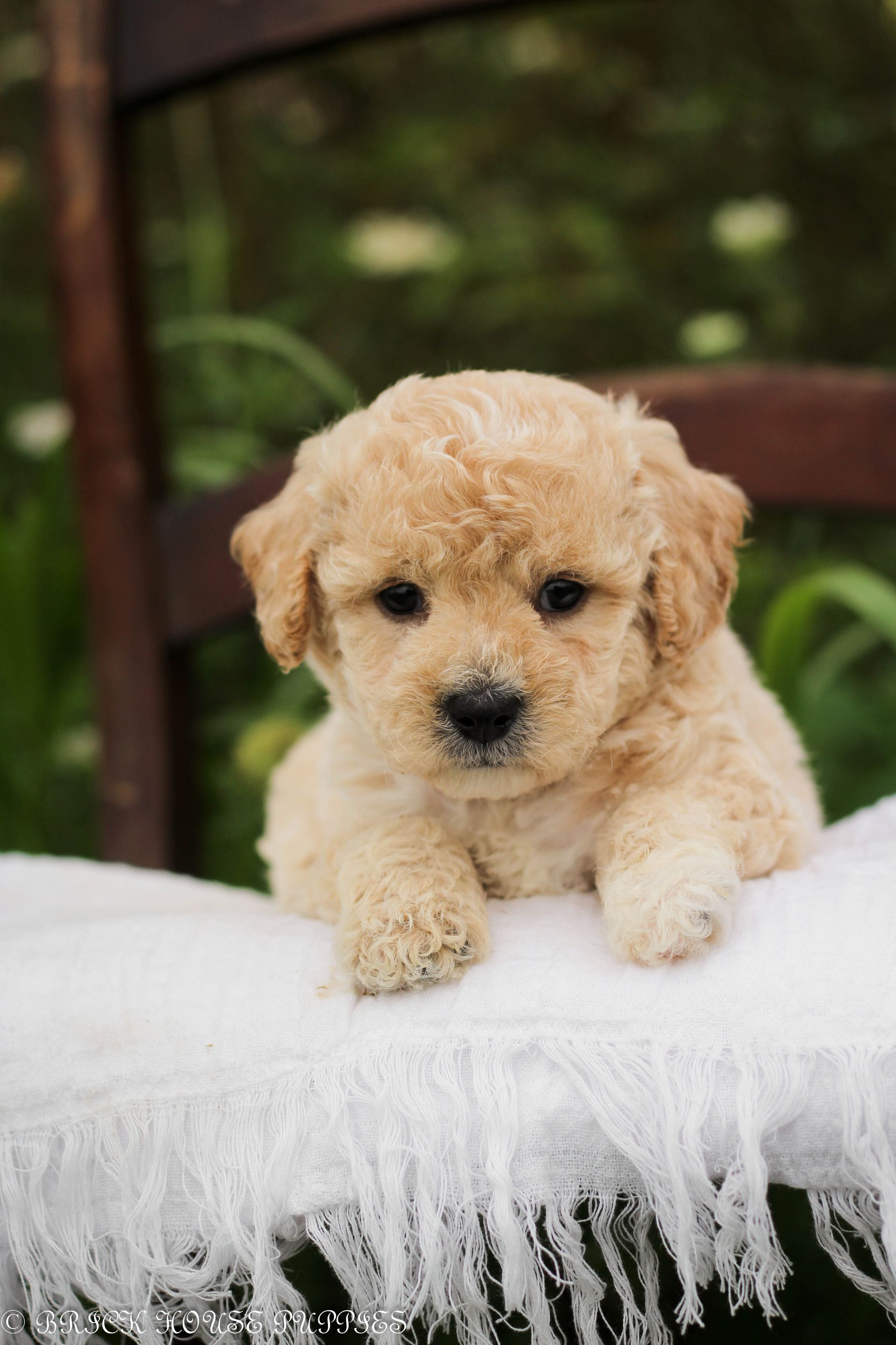 Poochon Puppies for sale, poochon puppies, bichpoo puppies, teddybear puppies for sale, teddybear puppies, teddybear puppy breeder, poochon breeder, puppies for sale