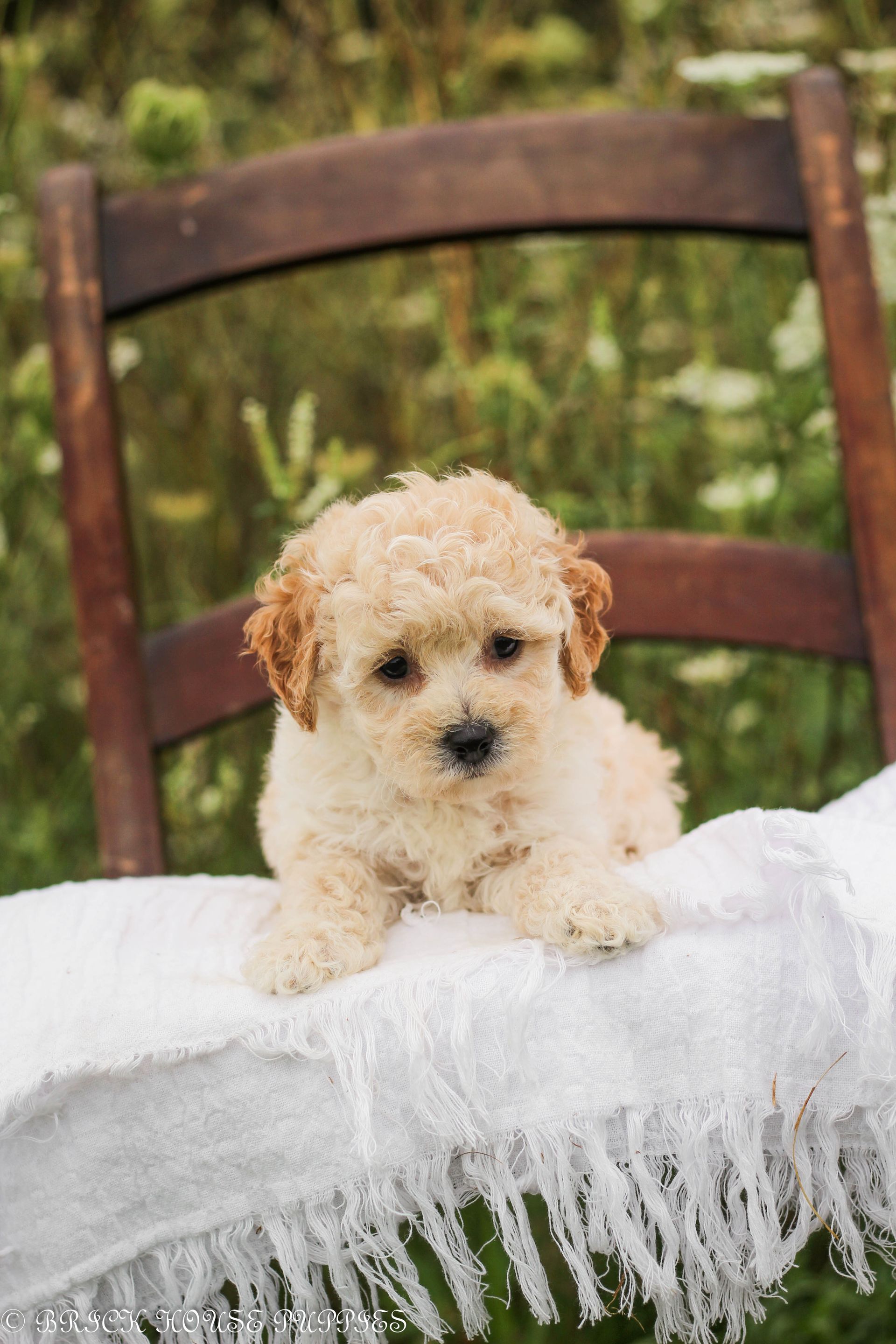 Poochon Puppies for sale, poochon puppies, bichpoo puppies, teddybear puppies for sale, teddybear puppies, teddybear puppy breeder, poochon breeder, puppies for sale