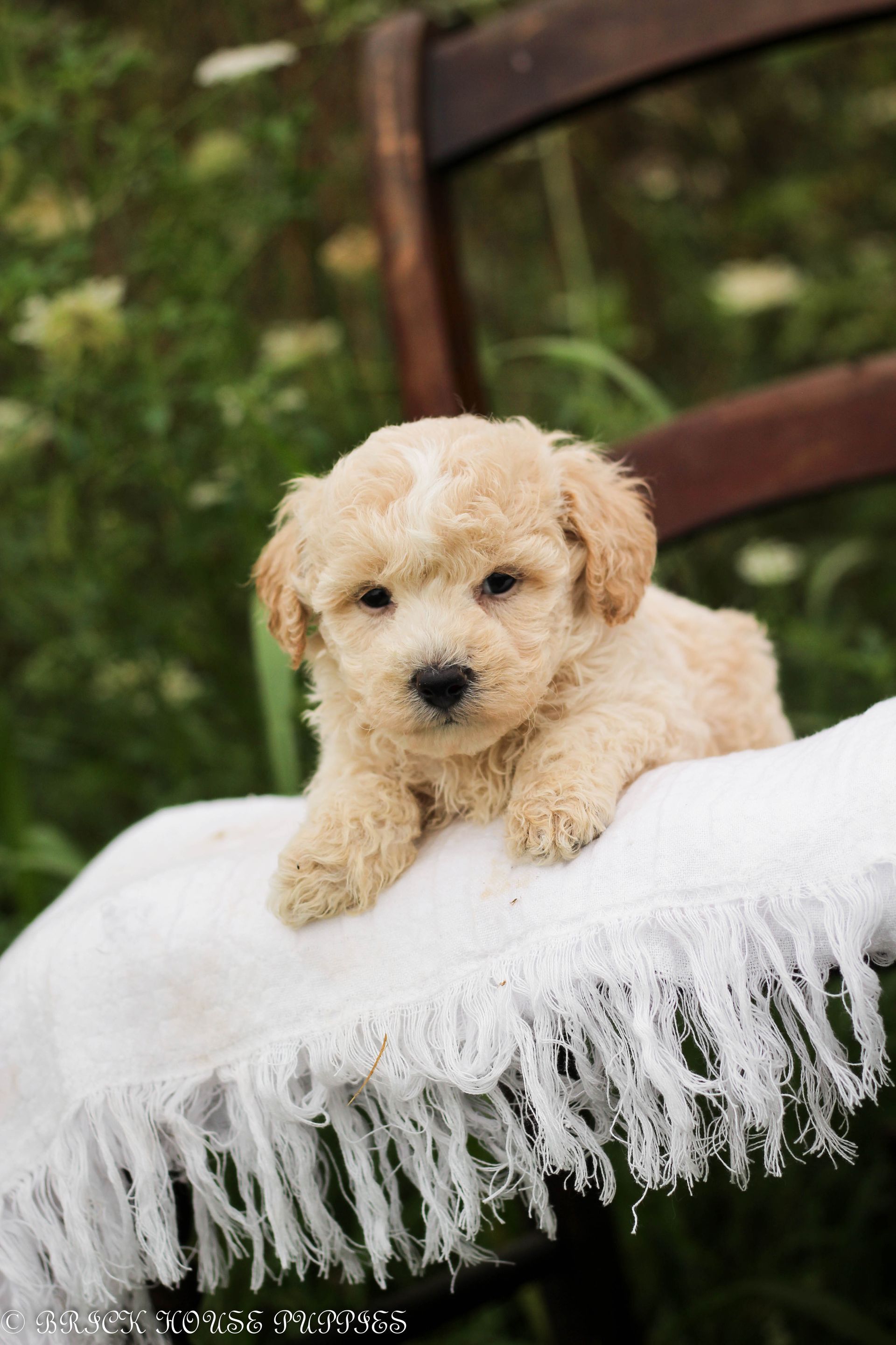Poochon Puppies for sale, poochon puppies, bichpoo puppies, teddybear puppies for sale, teddybear puppies, teddybear puppy breeder, poochon breeder, puppies for sale