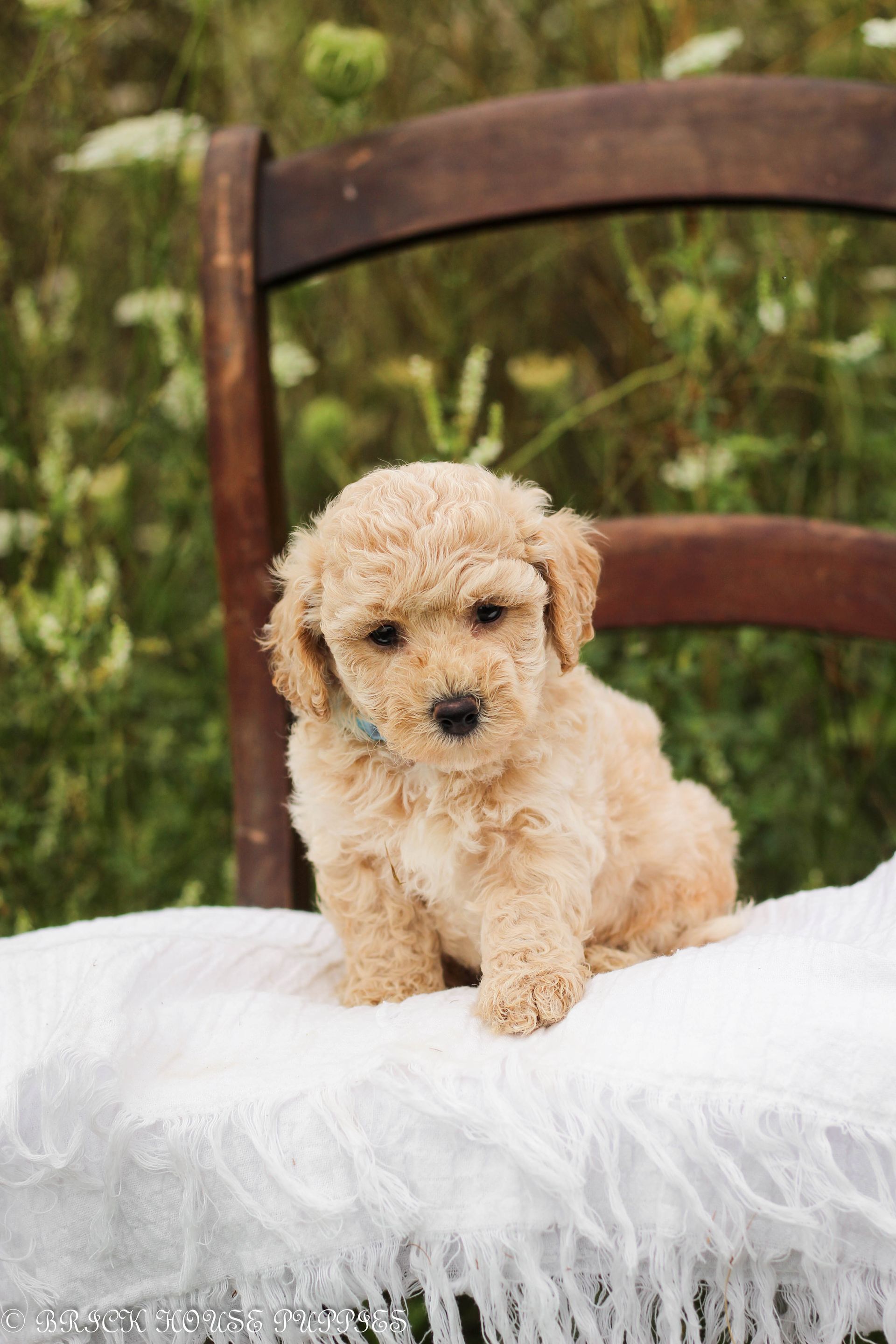 Poochon Puppies for sale, poochon puppies, bichpoo puppies, teddybear puppies for sale, teddybear puppies, teddybear puppy breeder, poochon breeder, puppies for sale