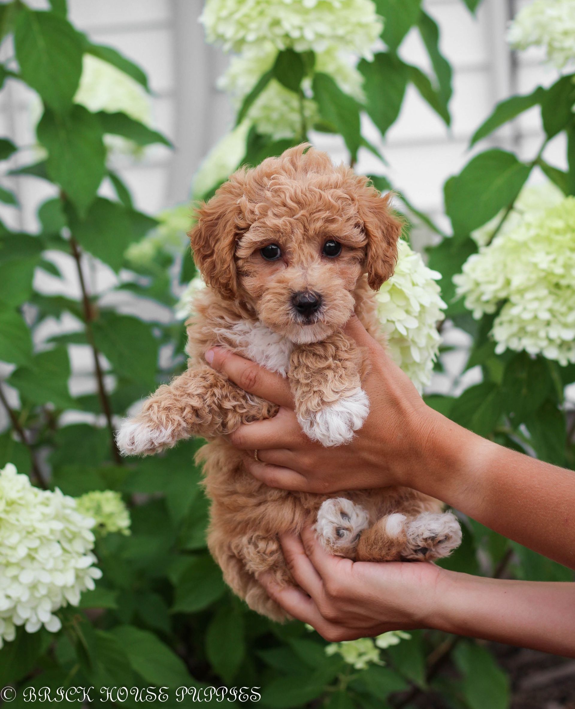 Poochon Puppies for sale, poochon puppies, bichpoo puppies, teddybear puppies for sale, teddybear puppies, teddybear puppy breeder, poochon breeder, puppies for sale
