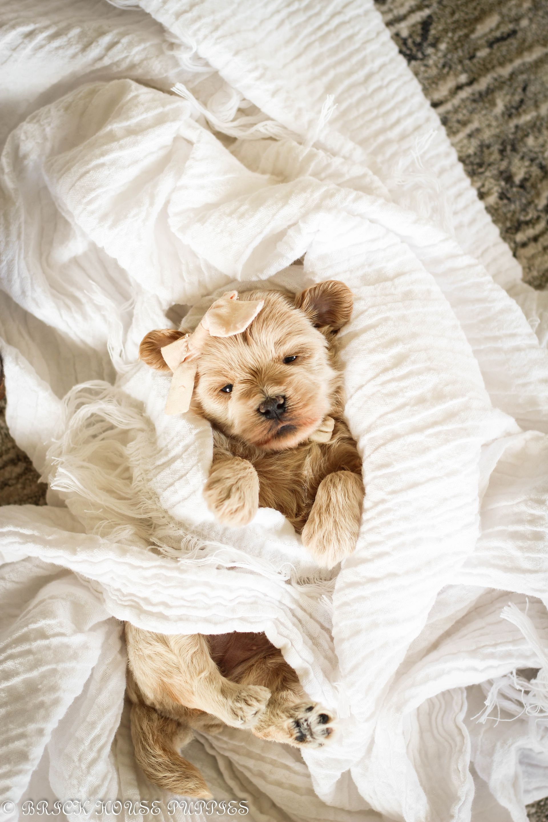 maltipoo puppies for sale, maltipoo puppies, maltese poodle, maltipoo, teddybear puppies for sale, teddybear puppies, puppies for sale, maltipoo breeder, multipoo puppies, multipooh, breeder of ,maltipoo puppies, multipoo puppies for sale, multipoo puppies, multipoo, multipoo breeder