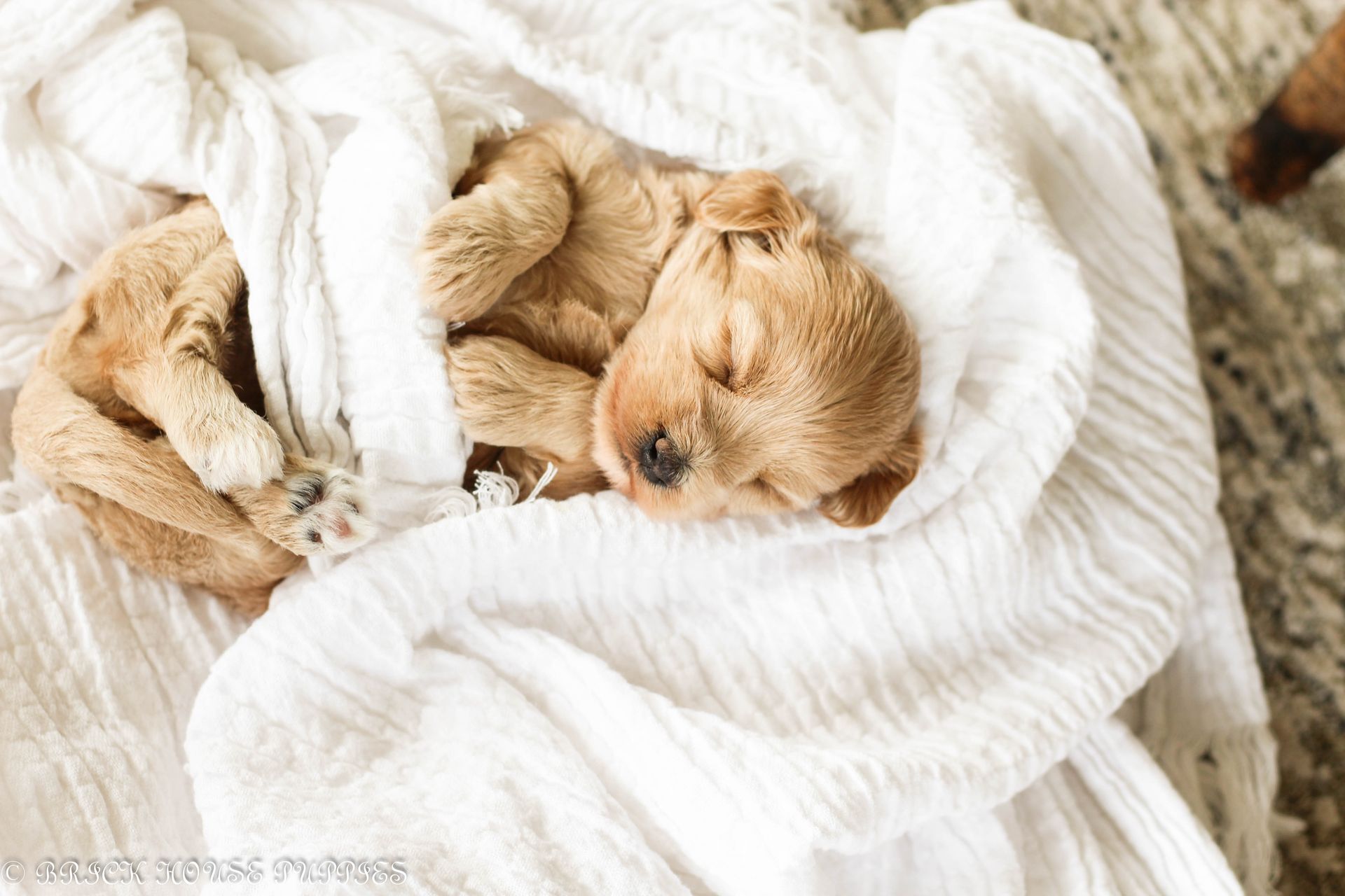 maltipoo puppies for sale, maltipoo puppies, maltese poodle, maltipoo, teddybear puppies for sale, teddybear puppies, puppies for sale, maltipoo breeder, multipoo puppies, multipooh, breeder of ,maltipoo puppies, multipoo puppies for sale, multipoo puppies, multipoo, multipoo breeder