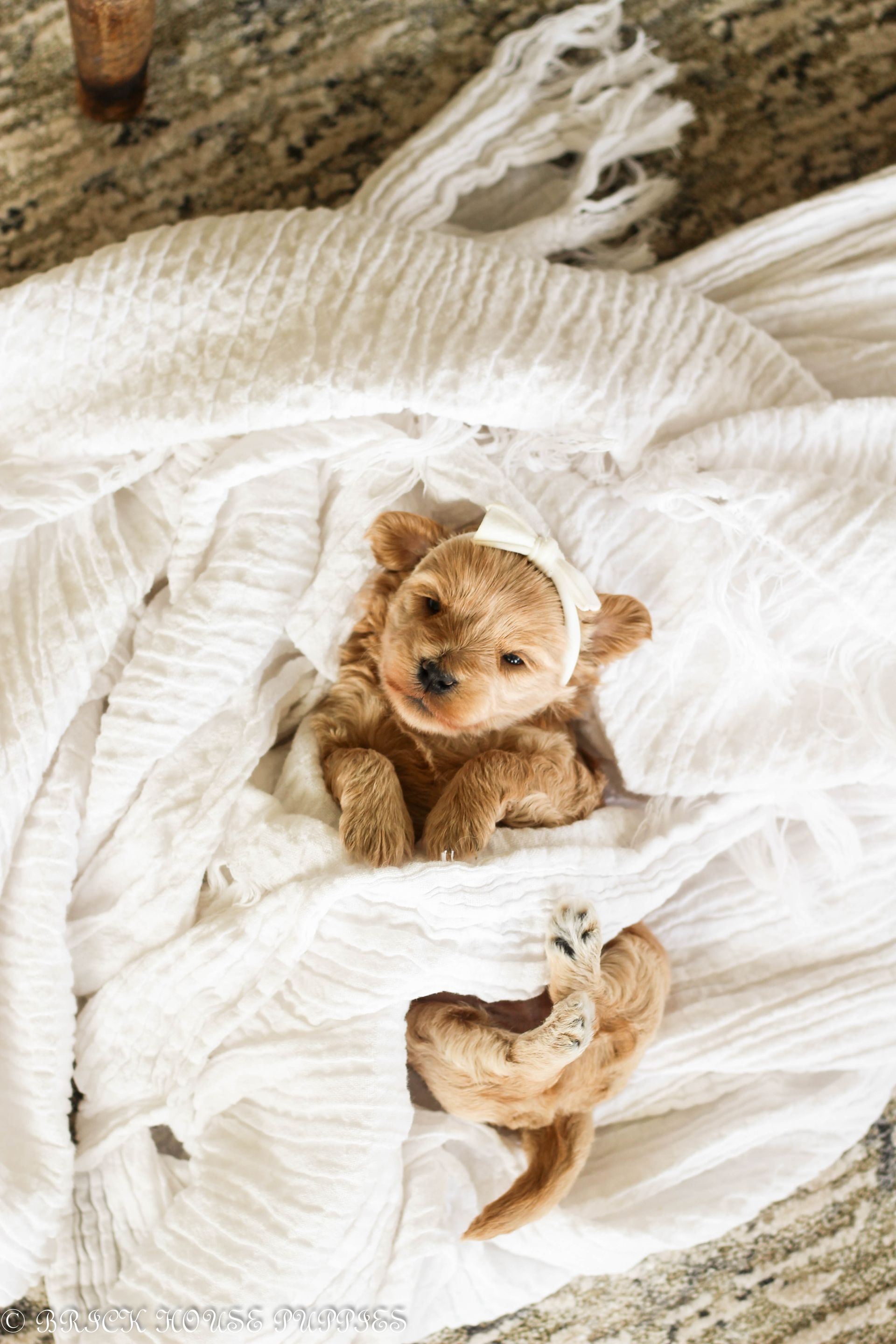 maltipoo puppies for sale, maltipoo puppies, maltese poodle, maltipoo, teddybear puppies for sale, teddybear puppies, puppies for sale, maltipoo breeder, multipoo puppies, multipooh, breeder of ,maltipoo puppies, multipoo puppies for sale, multipoo puppies, multipoo, multipoo breeder