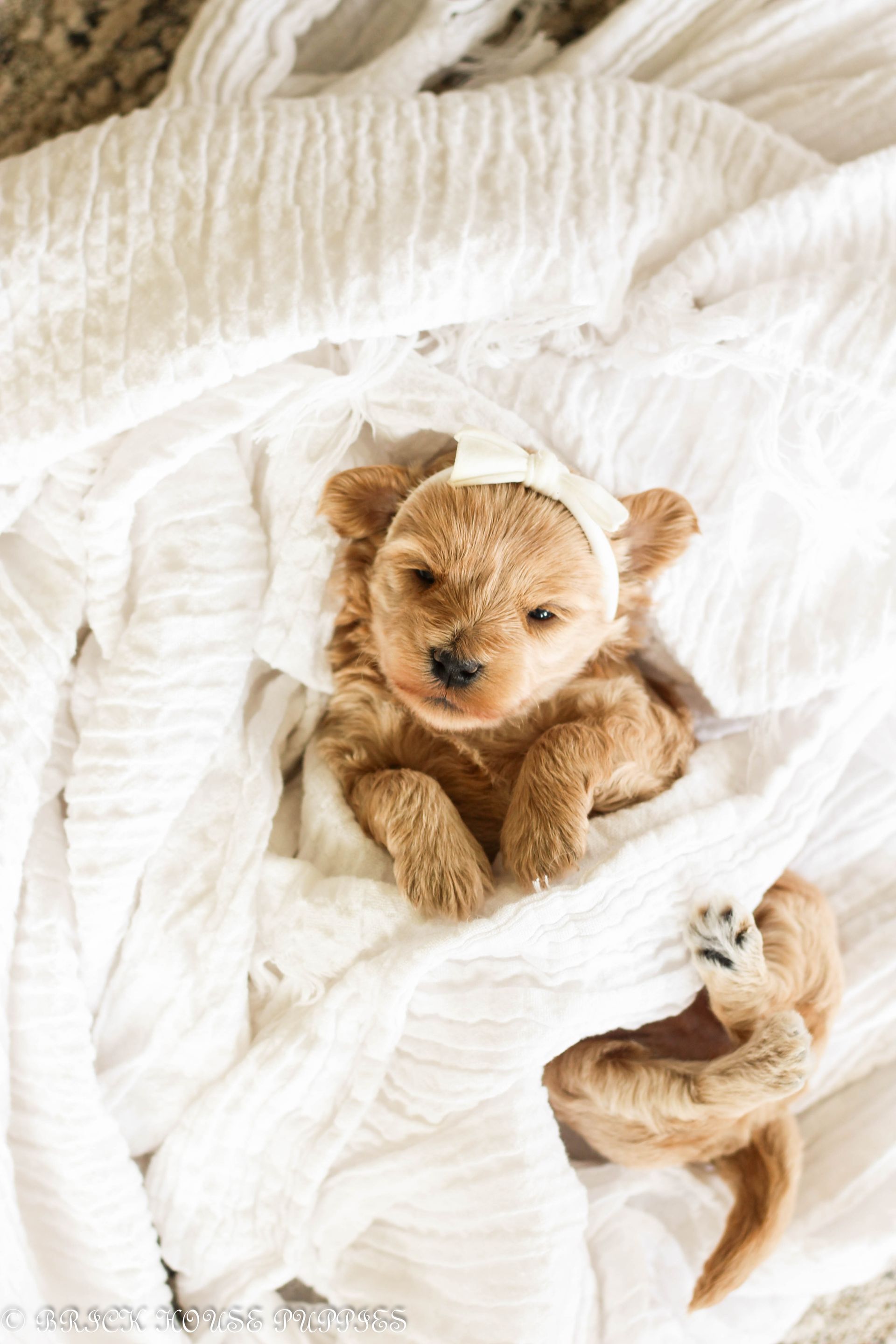maltipoo puppies for sale, maltipoo puppies, maltese poodle, maltipoo, teddybear puppies for sale, teddybear puppies, puppies for sale, maltipoo breeder, multipoo puppies, multipooh, breeder of ,maltipoo puppies, multipoo puppies for sale, multipoo puppies, multipoo, multipoo breeder