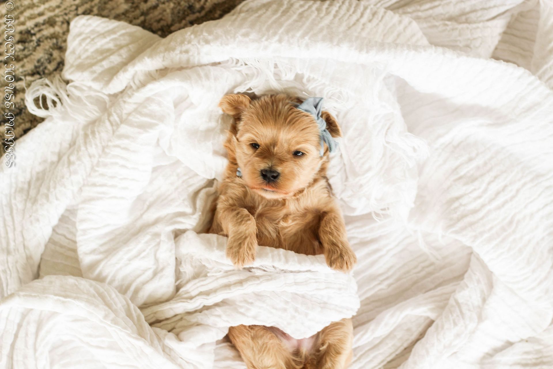 maltipoo puppies for sale, maltipoo puppies, maltese poodle, maltipoo, teddybear puppies for sale, teddybear puppies, puppies for sale, maltipoo breeder, multipoo puppies, multipooh, breeder of ,maltipoo puppies, multipoo puppies for sale, multipoo puppies, multipoo, multipoo breeder