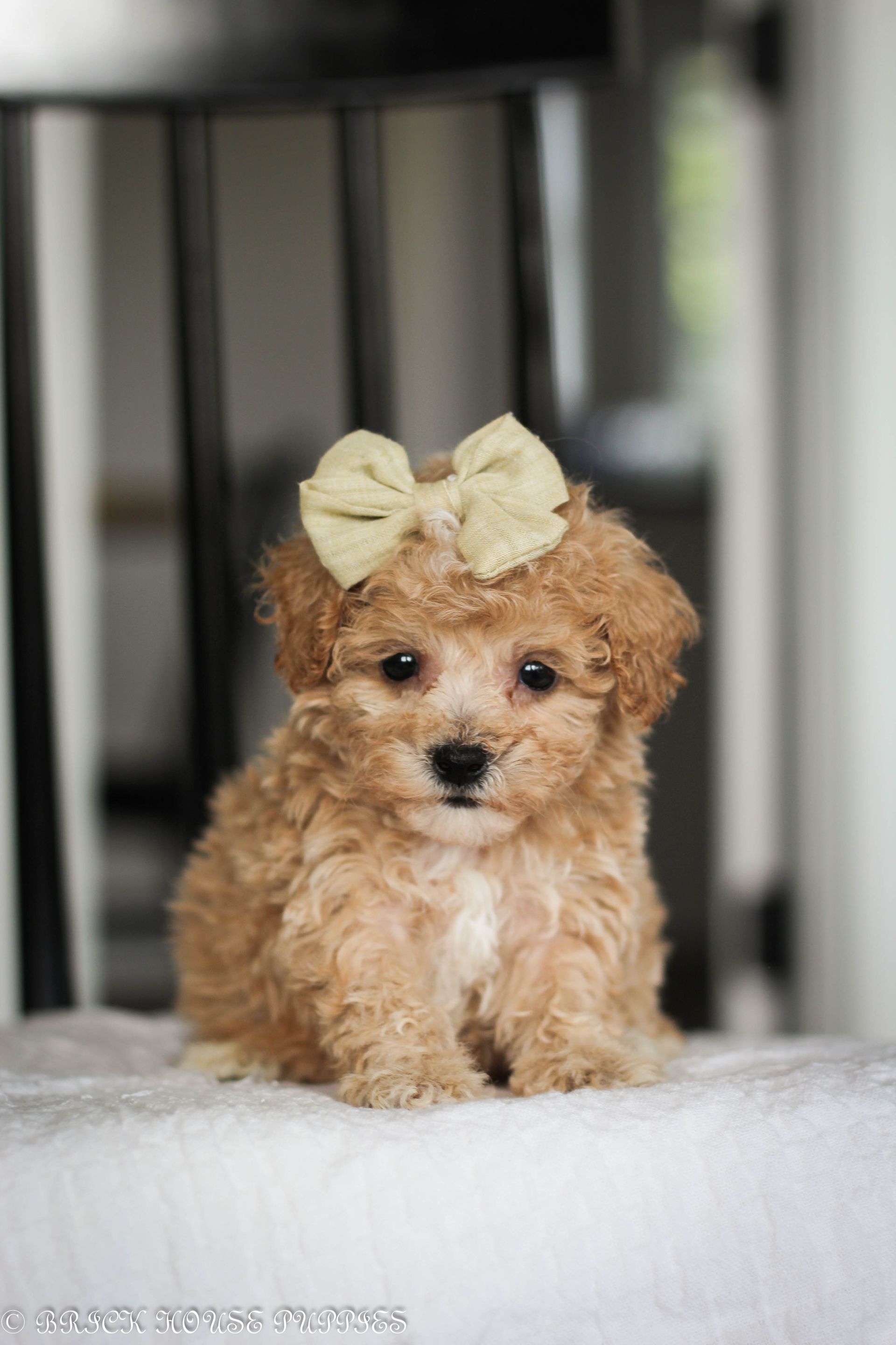 Poochon Puppies for sale, poochon puppies, bichpoo puppies, teddybear puppies for sale, teddybear puppies, teddybear puppy breeder, poochon breeder, puppies for sale