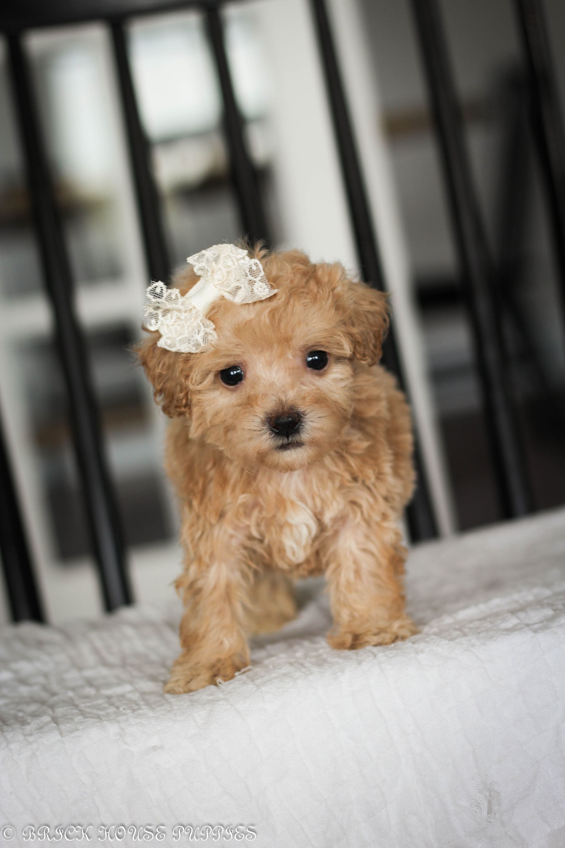 Poochon Puppies for sale, poochon puppies, bichpoo puppies, teddybear puppies for sale, teddybear puppies, teddybear puppy breeder, poochon breeder, puppies for sale