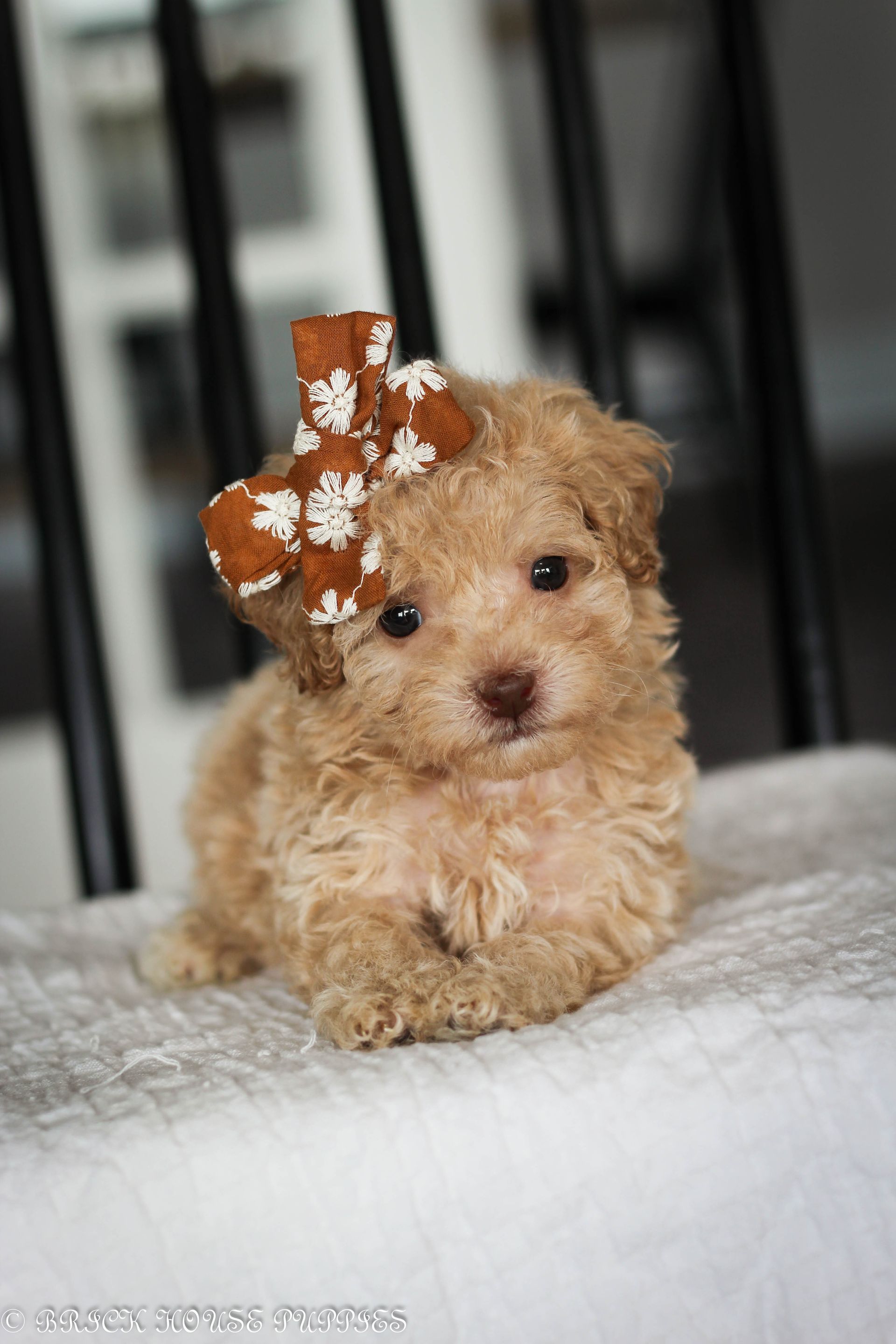 Poochon Puppies for sale, poochon puppies, bichpoo puppies, teddybear puppies for sale, teddybear puppies, teddybear puppy breeder, poochon breeder, puppies for sale