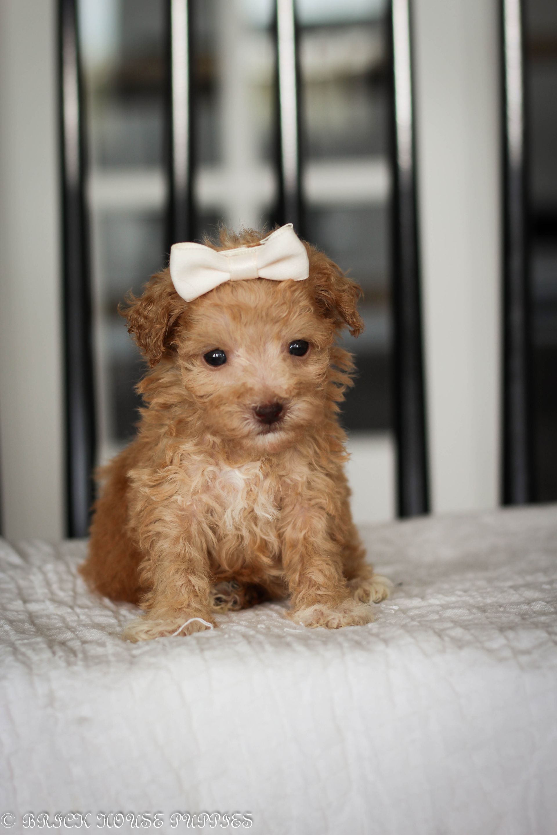 Poochon Puppies for sale, poochon puppies, bichpoo puppies, teddybear puppies for sale, teddybear puppies, teddybear puppy breeder, poochon breeder, puppies for sale