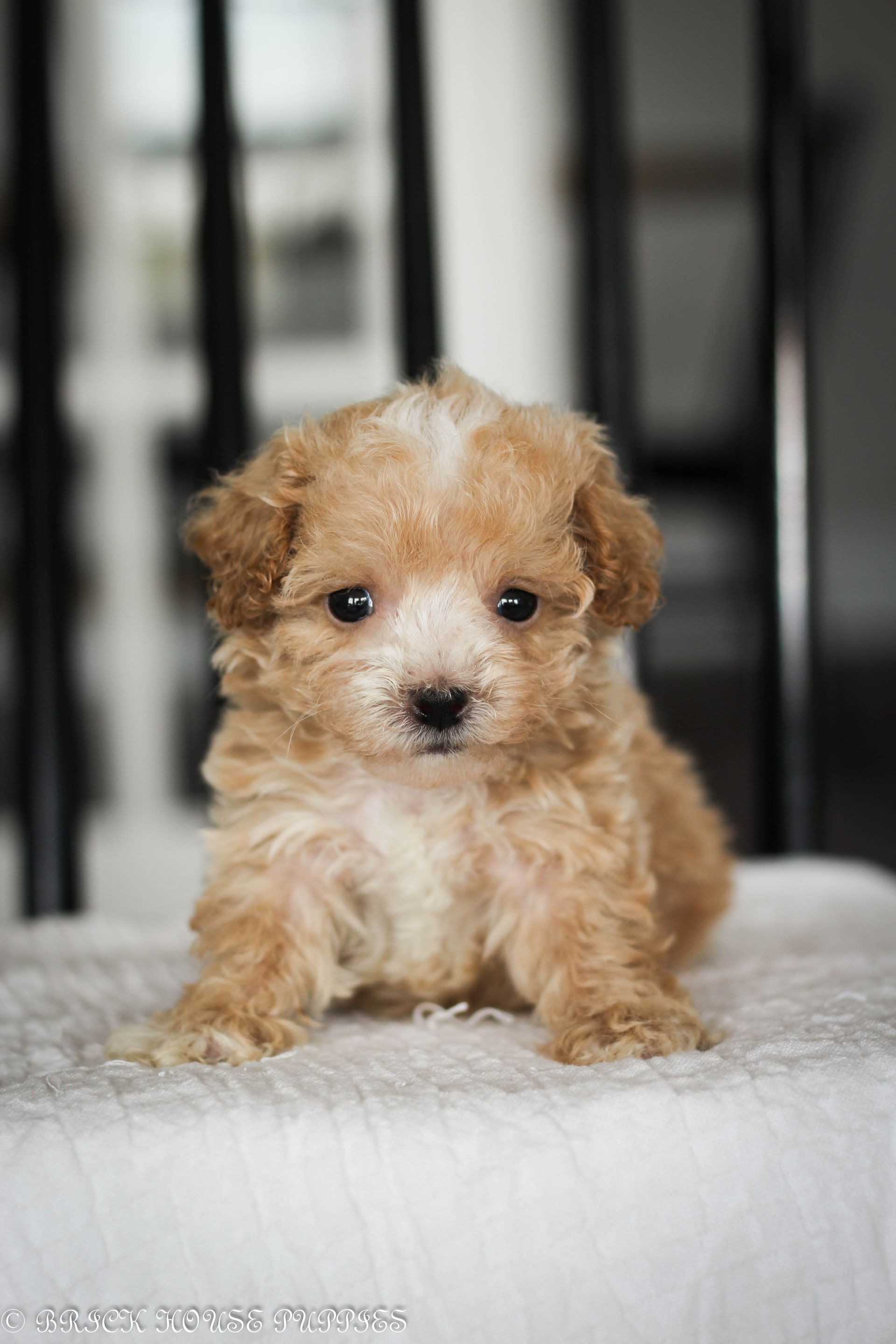 Poochon Puppies for sale, poochon puppies, bichpoo puppies, teddybear puppies for sale, teddybear puppies, teddybear puppy breeder, poochon breeder, puppies for sale