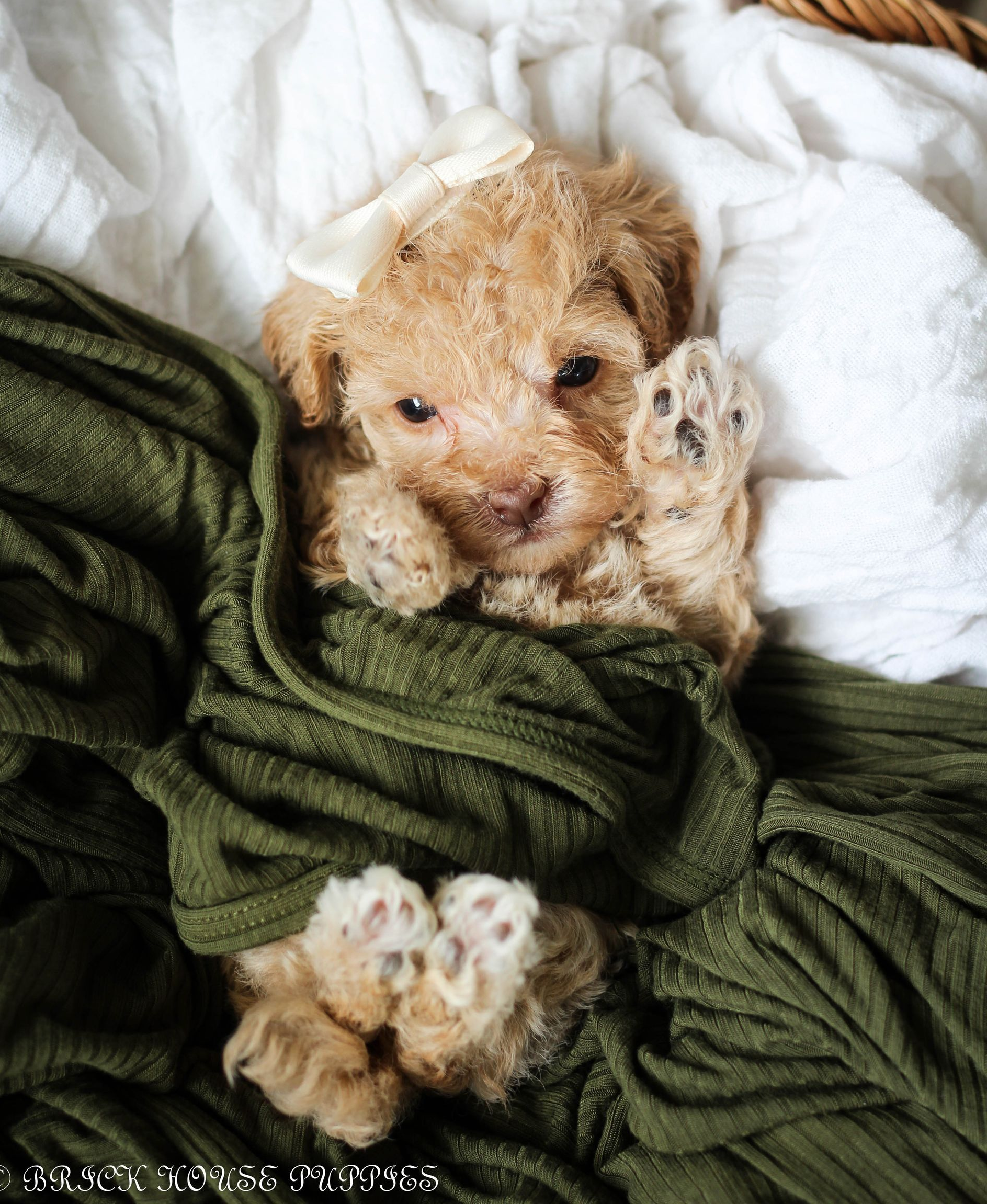 Poochon Puppies for sale, poochon puppies, bichpoo puppies, teddybear puppies for sale, teddybear puppies, teddybear puppy breeder, poochon breeder, puppies for sale