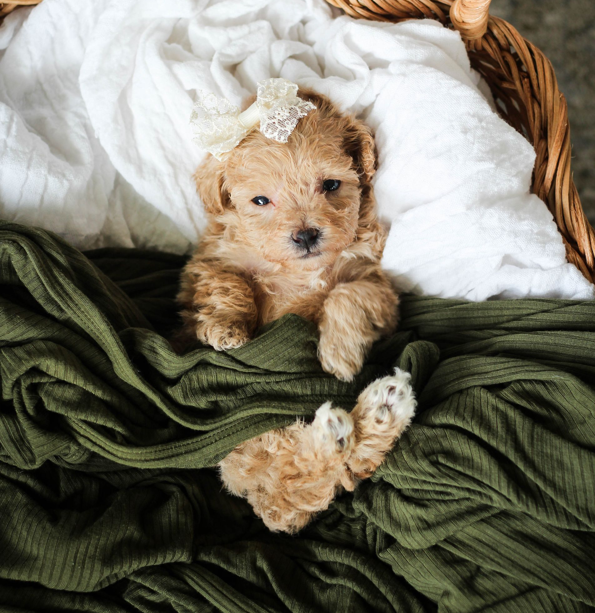 Poochon Puppies for sale, poochon puppies, bichpoo puppies, teddybear puppies for sale, teddybear puppies, teddybear puppy breeder, poochon breeder, puppies for sale
