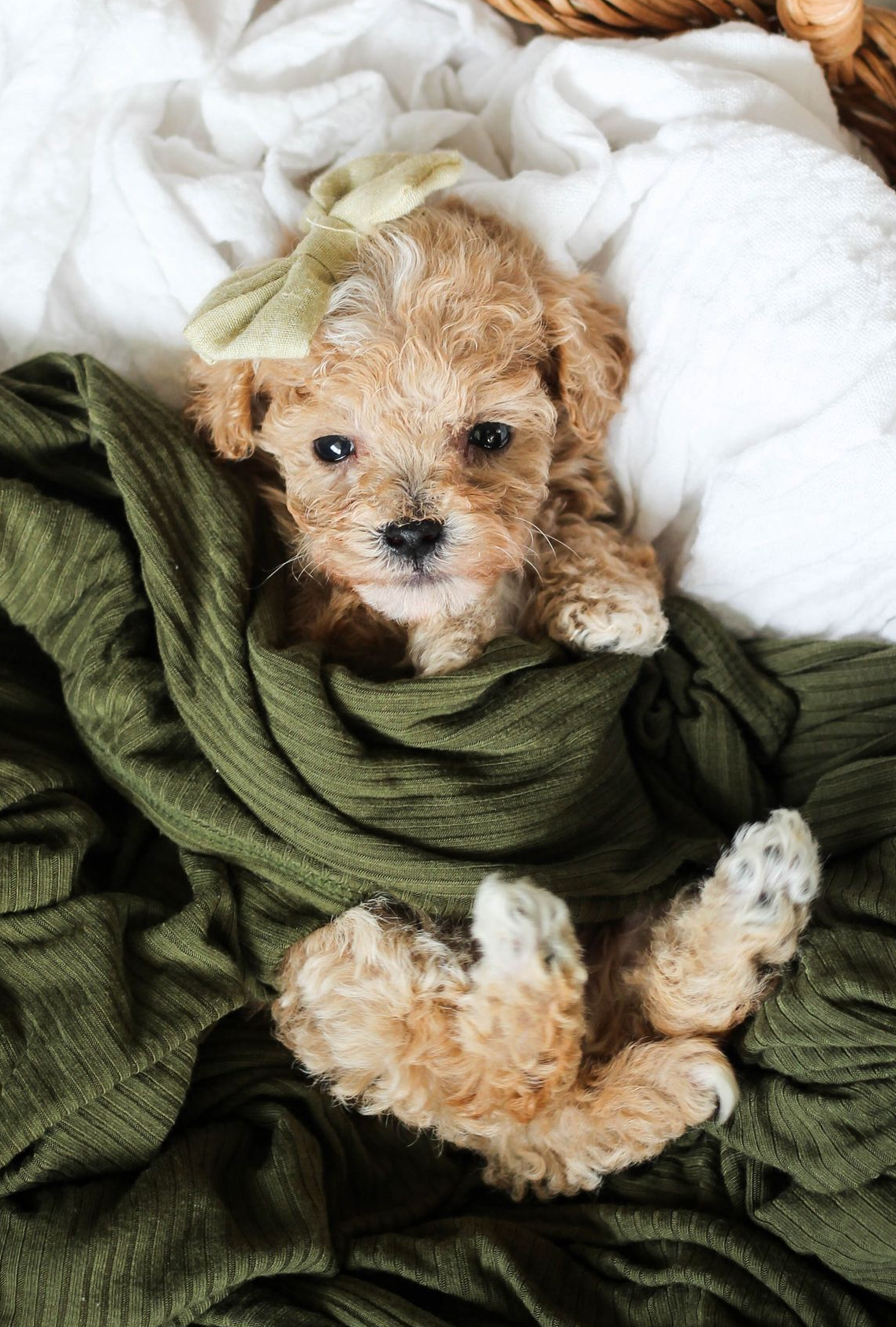 Poochon Puppies for sale, poochon puppies, bichpoo puppies, teddybear puppies for sale, teddybear puppies, teddybear puppy breeder, poochon breeder, puppies for sale