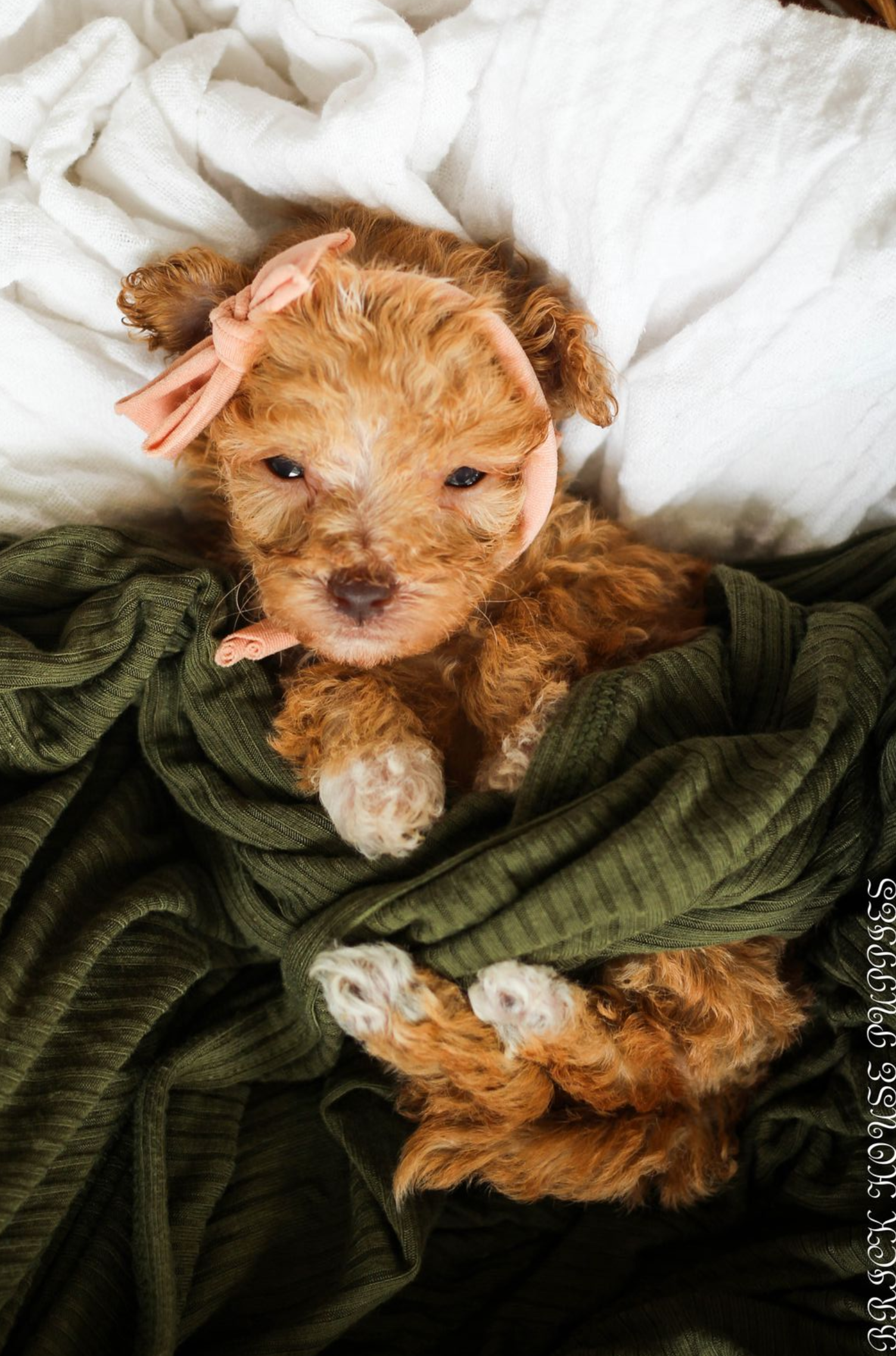 Poochon Puppies for sale, poochon puppies, bichpoo puppies, teddybear puppies for sale, teddybear puppies, teddybear puppy breeder, poochon breeder, puppies for sale