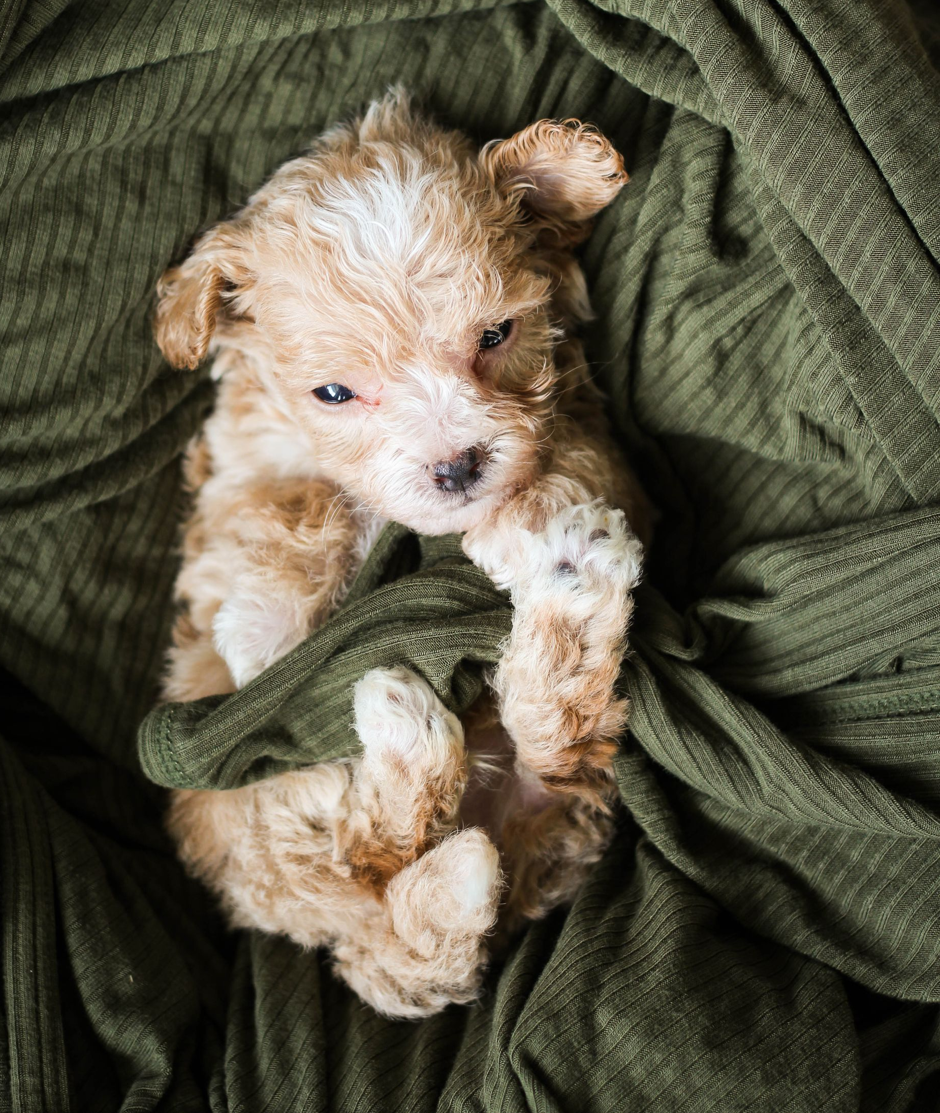 Poochon Puppies for sale, poochon puppies, bichpoo puppies, teddybear puppies for sale, teddybear puppies, teddybear puppy breeder, poochon breeder, puppies for sale