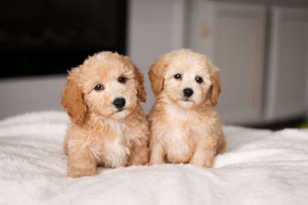 poochon puppies for sale, poochon puppies, poochon breeder, bichpoo puppies for sale, bichpoo breeder, bichon poodle puppies for sale, bichon poodle puppies, bichon poodle puppy, bichonpoo puppies for sale, bichon poodle breeder, teddybear puppies for sale, teddybear puppies, teddybear puppy breeder