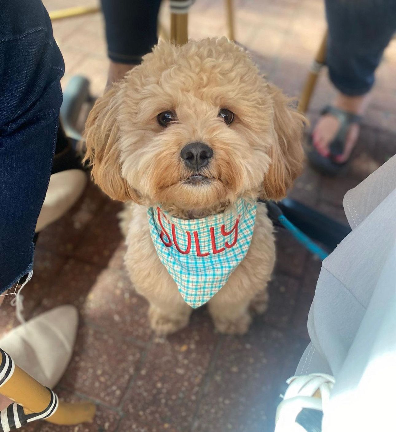 shihpoo dog, shih poo puppies for sale, shihpoo puppies for sale near me, puppies for sale, teddybear dog teddybear dog breeder, shihpoo breeder, shih poo, shihpoo, shihtzu poodle mix, shihtzu poodle, dog breeder, doodle puppies for sale, doodle puppy