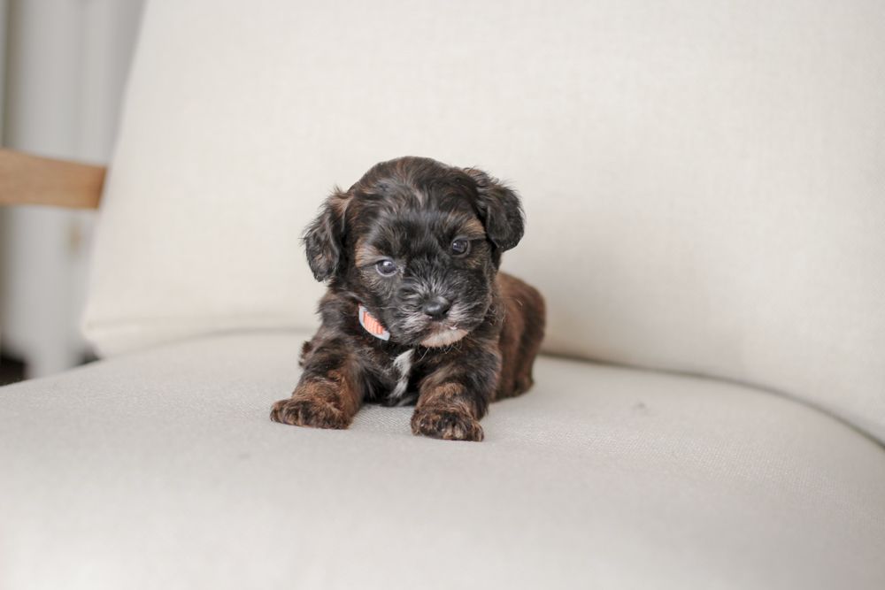 shihpoo puppies for sale, shihpoo puppies, shihpoo breeder,  shihpoo puppy. shihtzu poodle mix, poodle shihtzu, shihpoo, shih poo, shih poo puppies for sale, puppies for sale, shihpoo puppies for sale near me, teddy bear puppies for sale, teddybear puppies for sale, teddybear puppies, teddybear puppy, teddybear puppy breeder, designer puppies for sale, small puppies for sale, hypoallergenic puppies, nonshedding puppies, healthy puppies