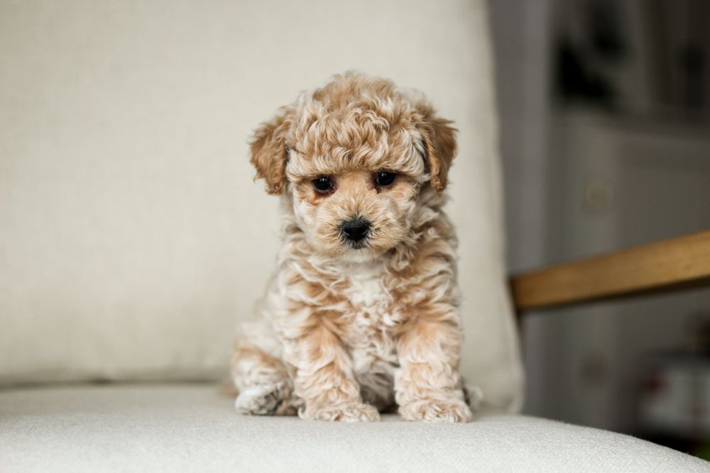 poochon puppies for sale, poochon puppies, poochon breeder, bichpoo puppies for sale, bichpoo breeder, bichon poodle puppies for sale, bichon poodle puppies, bichon poodle puppy, bichonpoo puppies for sale, bichon poodle breeder, teddybear puppies for sale, teddybear puppies, teddybear puppy breeder