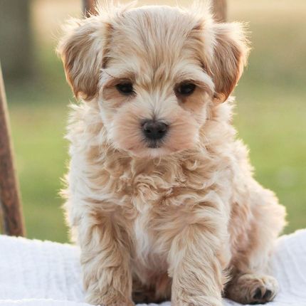 maltipoo puppies for sale maltipoo breeder, maltipoo, teddybear puppies for sale, multipoo, maltepoo, shihpoo puppies for sale, shihpoo puppies, shihpoo, shihpoo breeder, teddybear puppies for sale, teddybear puppies, teddybear puppy, shihtzu poodle puppies, puppies for sale, puppies for sale near me, poochon breeder, poochon puppies for sale, poochon puppies, poochon breeder, 