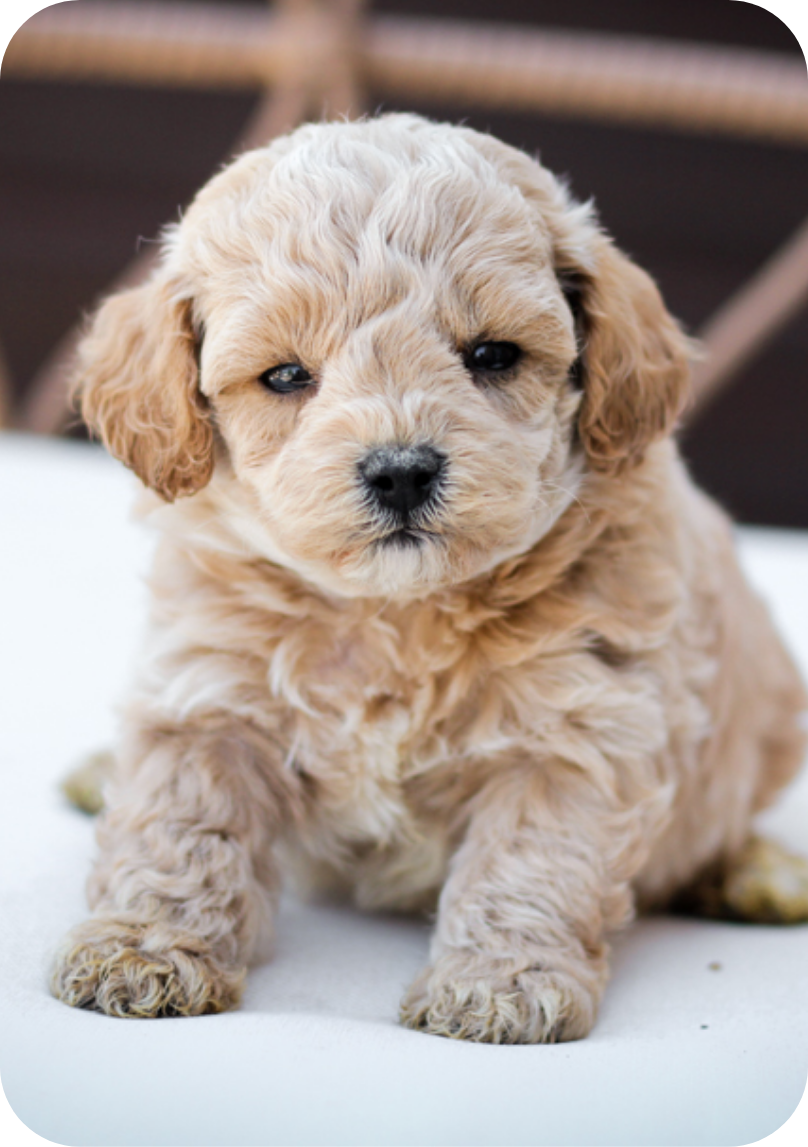 poochon puppies for sale, poochon puppies, poochon breeder, bichpoo puppies for sale, bichpoo breeder, bichon poodle puppies for sale, bichon poodle puppies, bichon poodle puppy, bichonpoo puppies for sale, bichon poodle breeder, teddybear puppies for sale, teddybear puppies, teddybear puppy breeder