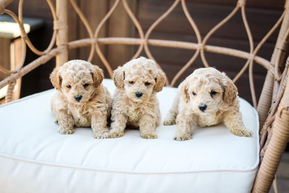 poochon puppies for sale, poochon puppies, poochon breeder, bichpoo puppies for sale, bichpoo breeder, bichon poodle puppies for sale, bichon poodle puppies, bichon poodle puppy, bichonpoo puppies for sale, bichon poodle breeder, teddybear puppies for sale, teddybear puppies, teddybear puppy breeder