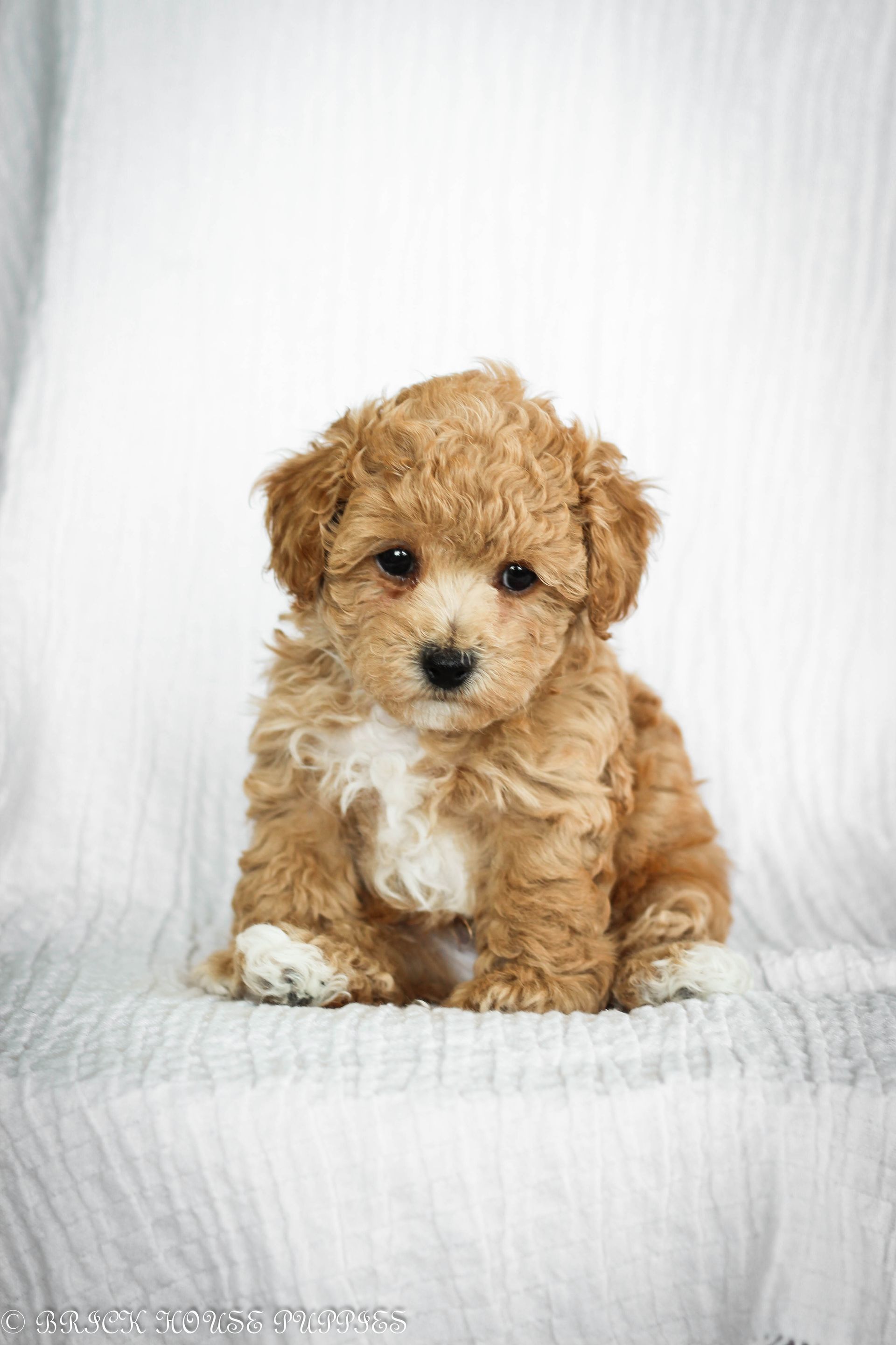 Poochon Puppies for sale, poochon puppies, bichpoo puppies, teddybear puppies for sale, teddybear puppies, teddybear puppy breeder, poochon breeder, puppies for sale