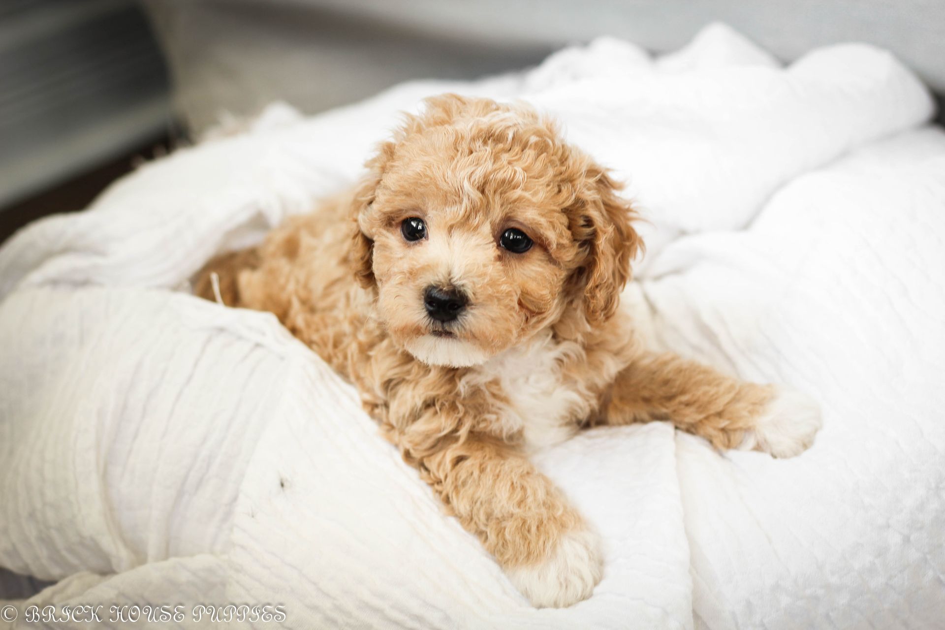 Poochon Puppies for sale, poochon puppies, bichpoo puppies, teddybear puppies for sale, teddybear puppies, teddybear puppy breeder, poochon breeder, puppies for sale