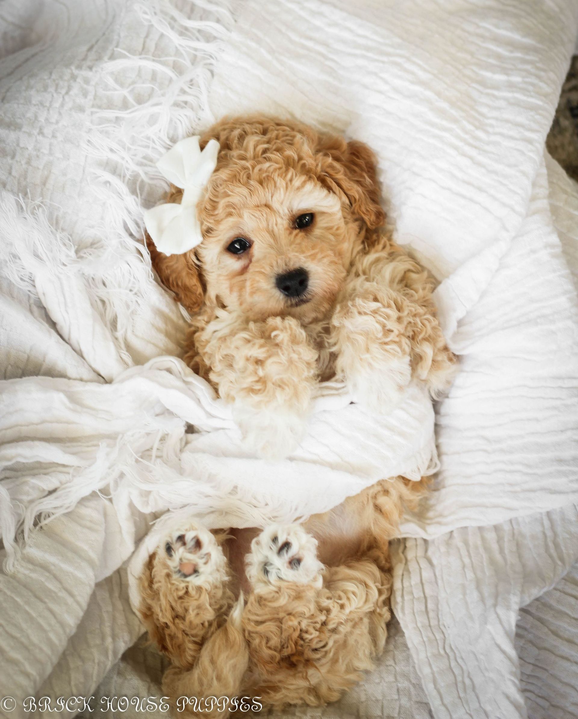 Poochon Puppies for sale, poochon puppies, bichpoo puppies, teddybear puppies for sale, teddybear puppies, teddybear puppy breeder, poochon breeder, puppies for sale