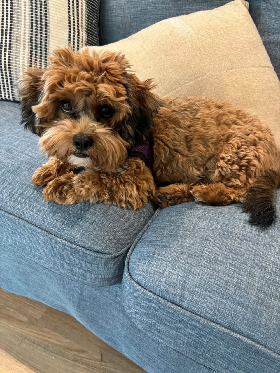 shihpoo puppies for sale, shihpoo puppies, shihpoo breeder, shihpoo puppy. shihtzu poodle mix, poodle shihtzu, shihpoo, shih poo, shih poo puppies for sale, puppies for sale, shihpoo puppies for sale near me, teddy bear puppies for sale, teddybear puppies for sale, teddybear puppies, teddybear puppy, teddybear puppy breeder, designer puppies for sale, small puppies for sale, hypoallergenic puppies, nonshedding puppies, healthy puppies