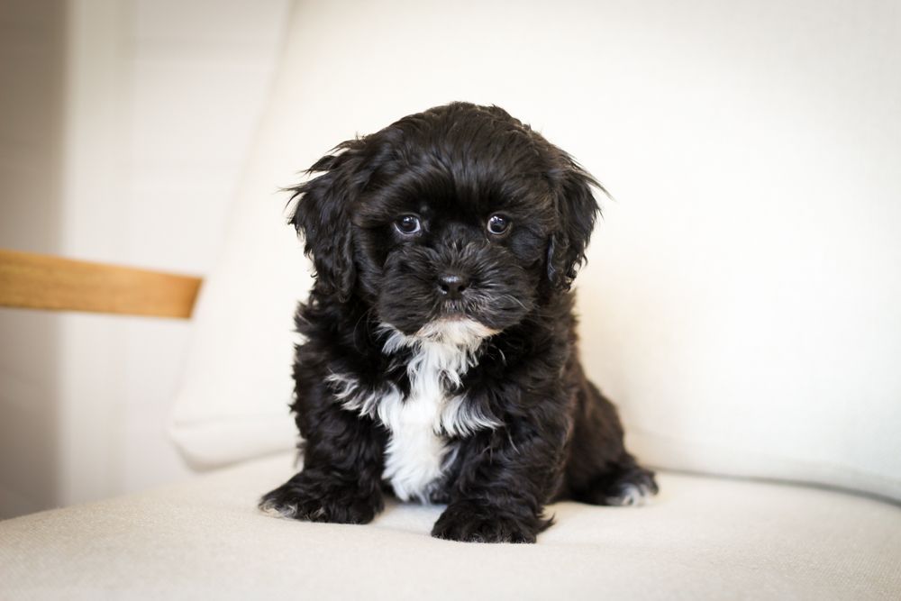 shihpoo puppies for sale, shihpoo puppies, shihpoo breeder,  shihpoo puppy. shihtzu poodle mix, poodle shihtzu, shihpoo, shih poo, shih poo puppies for sale, puppies for sale, shihpoo puppies for sale near me, teddy bear puppies for sale, teddybear puppies for sale, teddybear puppies, teddybear puppy, teddybear puppy breeder, designer puppies for sale, small puppies for sale, hypoallergenic puppies, nonshedding puppies, healthy puppies