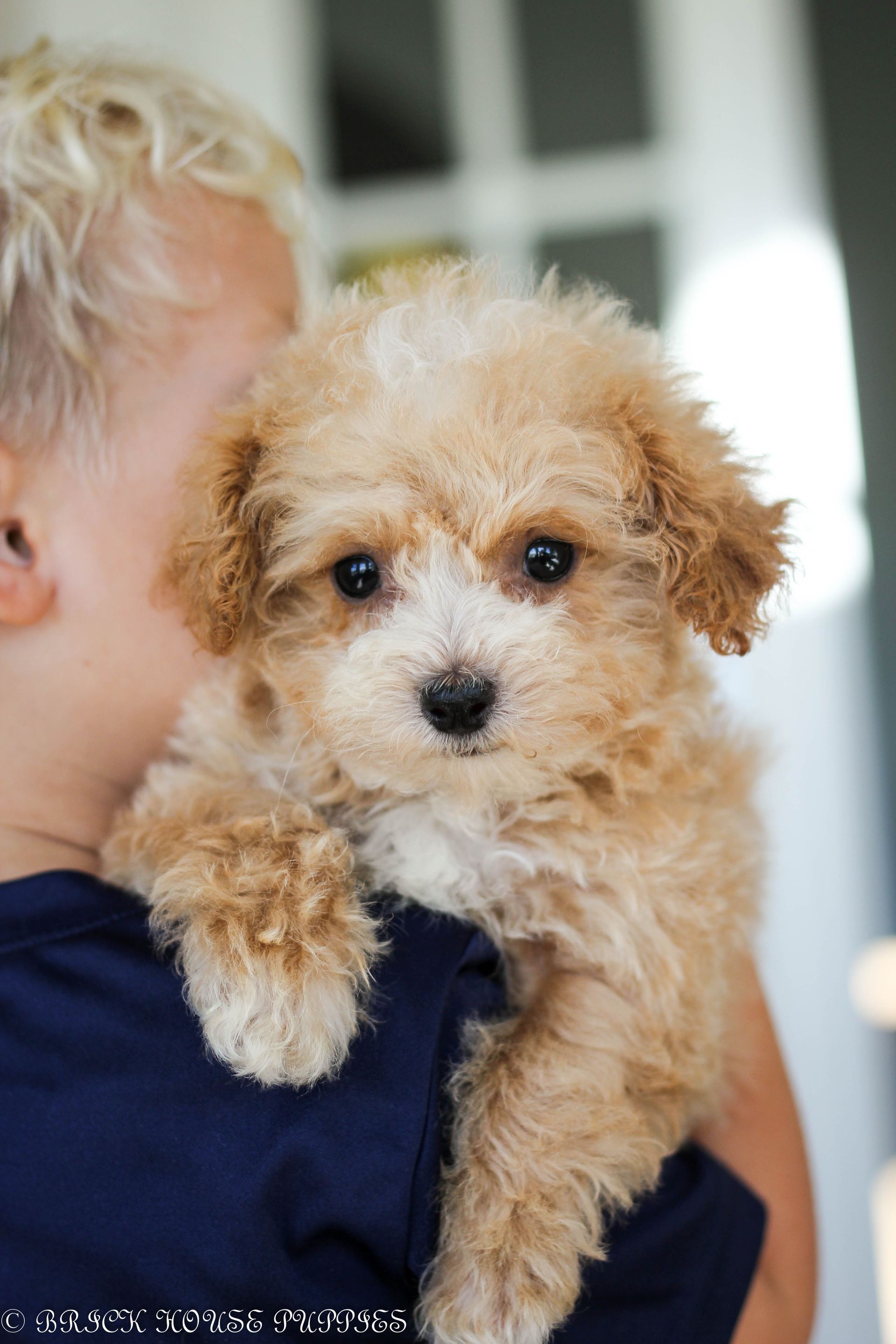 Poochon Puppies for sale, poochon puppies, bichpoo puppies, teddybear puppies for sale, teddybear puppies, teddybear puppy breeder, poochon breeder, puppies for sale