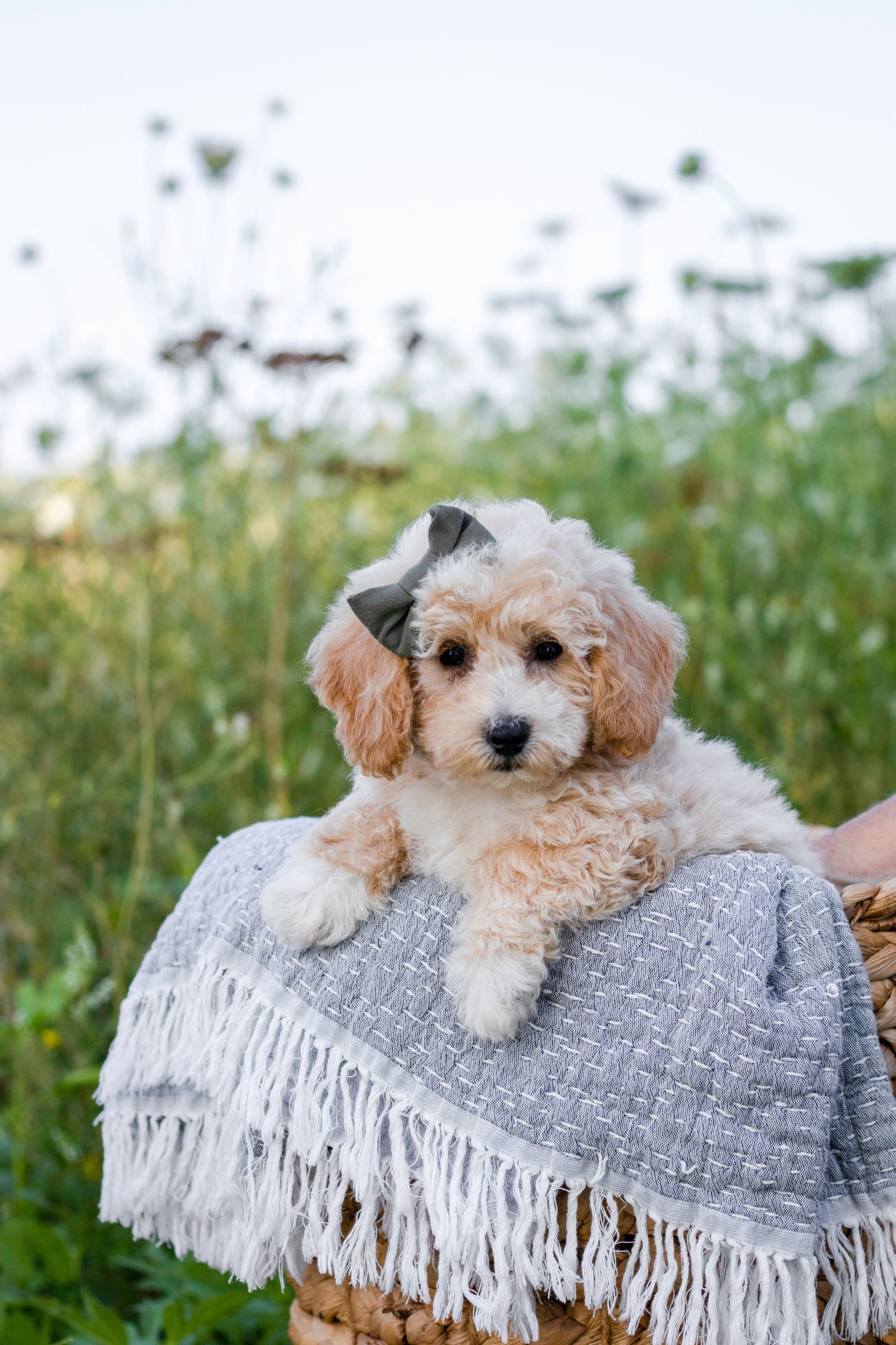 poochon puppies for sale, poochon puppies, poochon breeder, bichpoo puppies for sale, bichpoo breeder, bichon poodle puppies for sale, bichon poodle puppies, bichon poodle puppy, bichonpoo puppies for sale, bichon poodle breeder, teddybear puppies for sale, teddybear puppies, teddybear puppy breeder