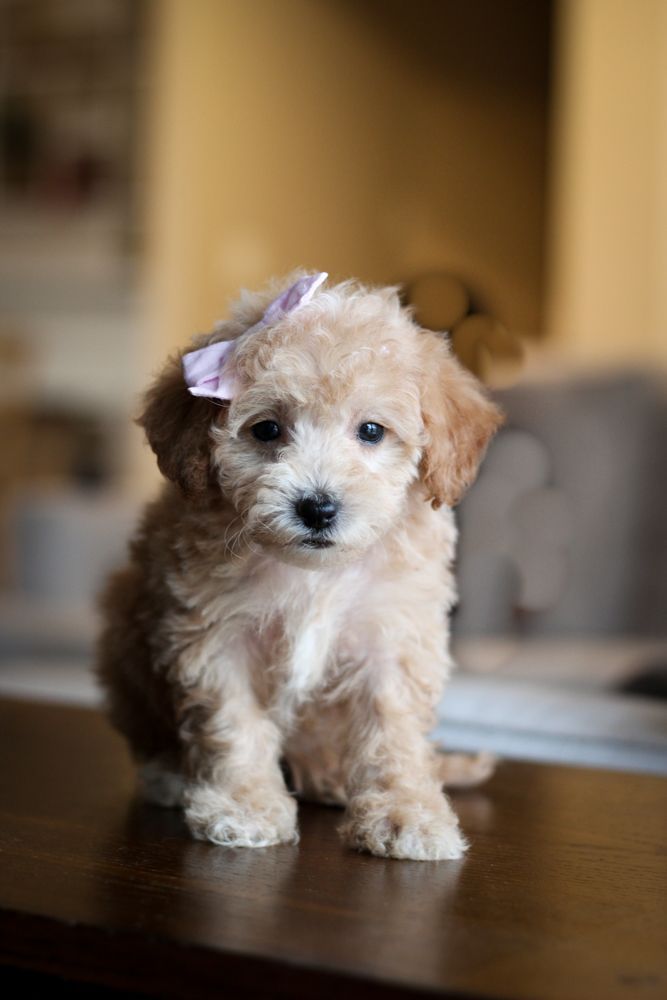 poochon puppies for sale, poochon puppies, poochon breeder, bichpoo puppies for sale, bichpoo breeder, bichon poodle puppies for sale, bichon poodle puppies, bichon poodle puppy, bichonpoo puppies for sale, bichon poodle breeder, teddybear puppies for sale, teddybear puppies, teddybear puppy breeder