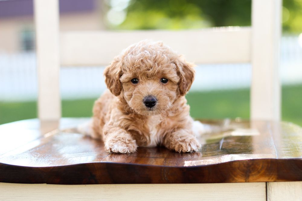 poochon puppies for sale, poochon puppies, poochon breeder, bichpoo puppies for sale, bichpoo breeder, bichon poodle puppies for sale, bichon poodle puppies, bichon poodle puppy, bichonpoo puppies for sale, bichon poodle breeder, teddybear puppies for sale, teddybear puppies, teddybear puppy breeder